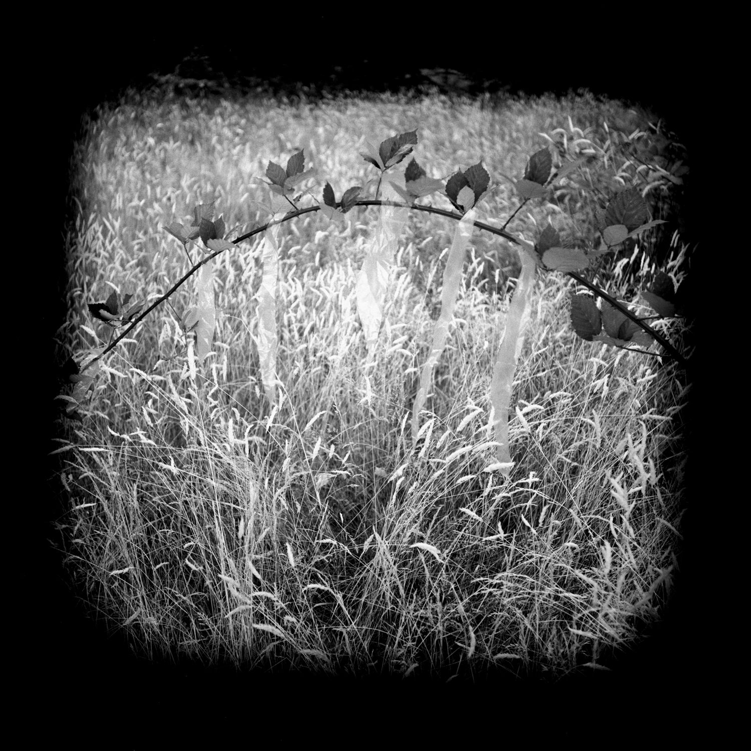 Field of Dreams
