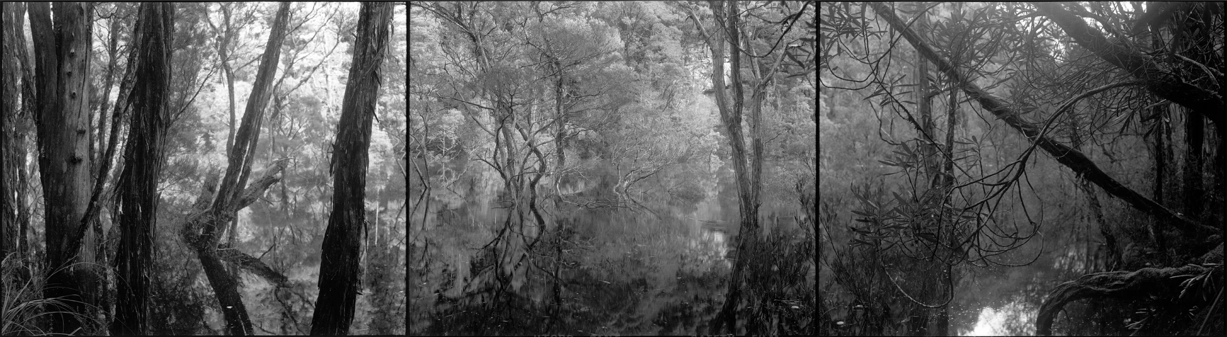  Drowning forest,&nbsp;Murchison River, Tasmania, 1982 