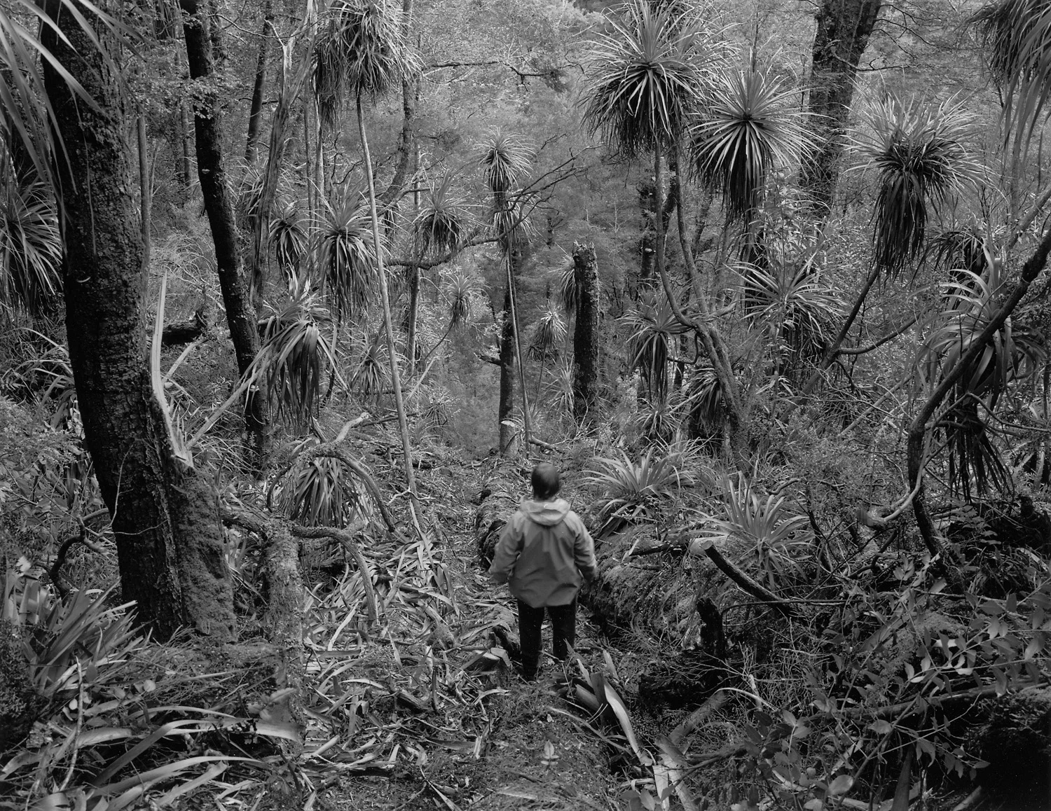  (Detail)&nbsp;Self portrait looking down survey cut, proposed Gordon below Franklin Dam, Tasmania, 1983 