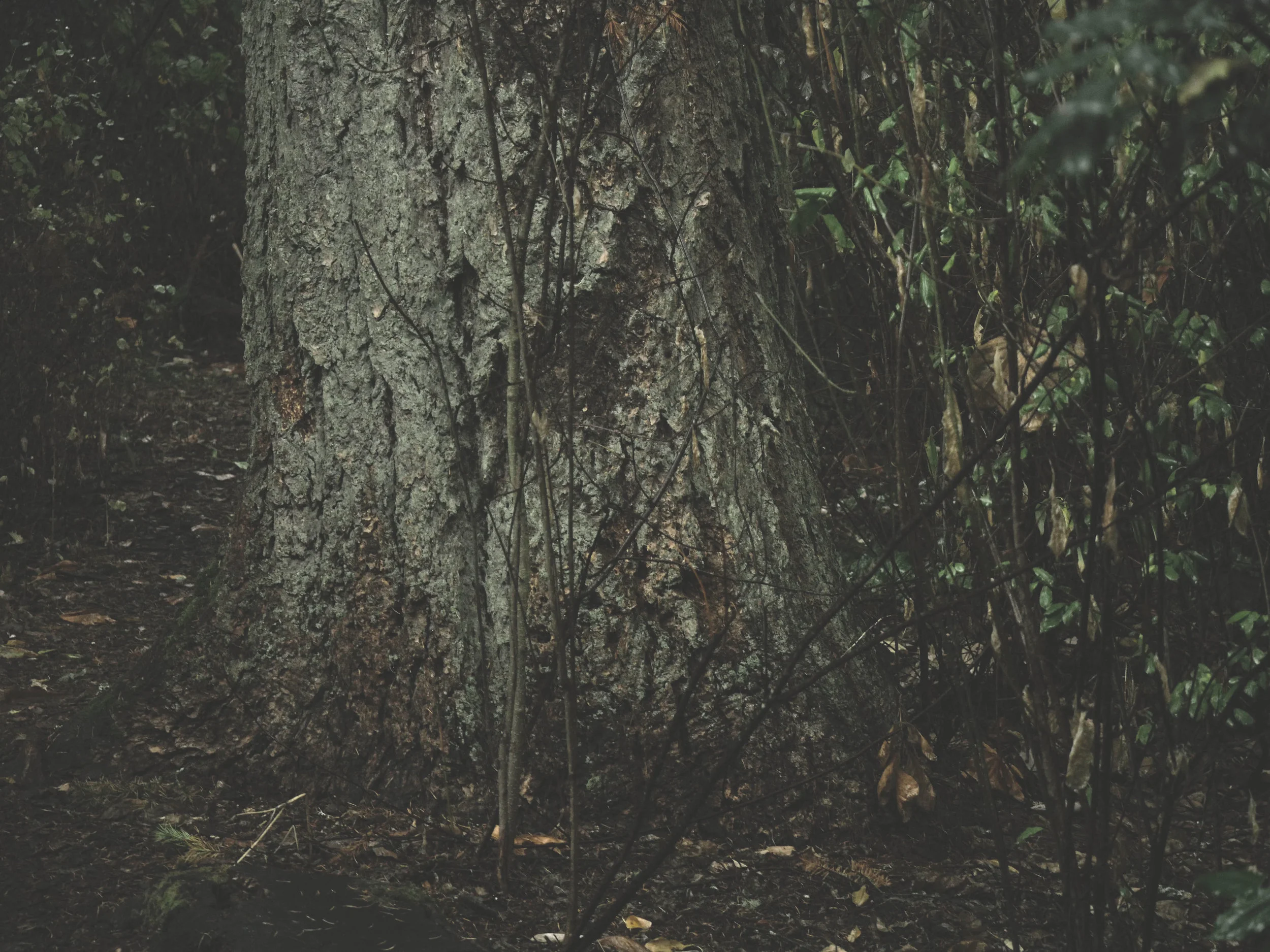  Photographic series exploring visual representations of the nature of parasitic relationships between organisms and their natural environments.&nbsp; 
