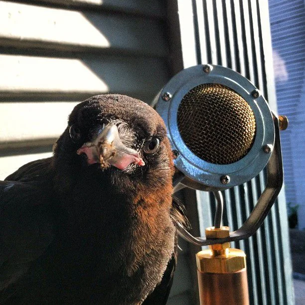 Episode Eleven - Corvidae