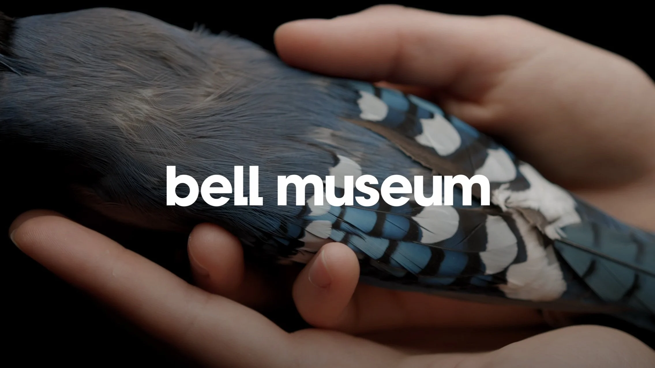 Inside the Collections