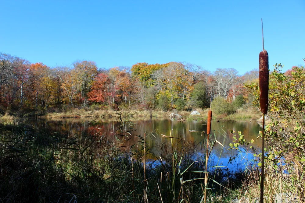 11-1-16+cattail.jpg