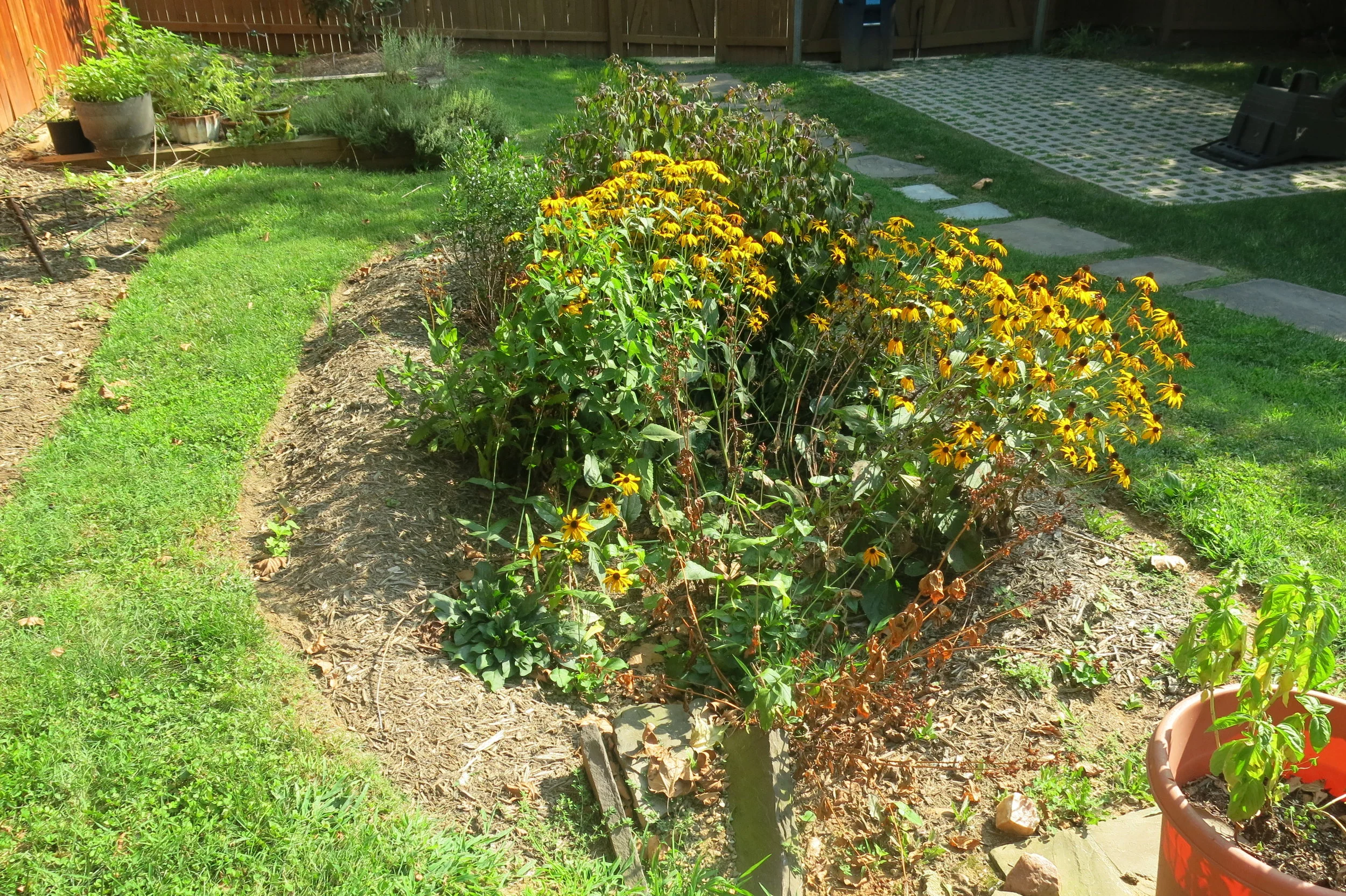 Rain Garden