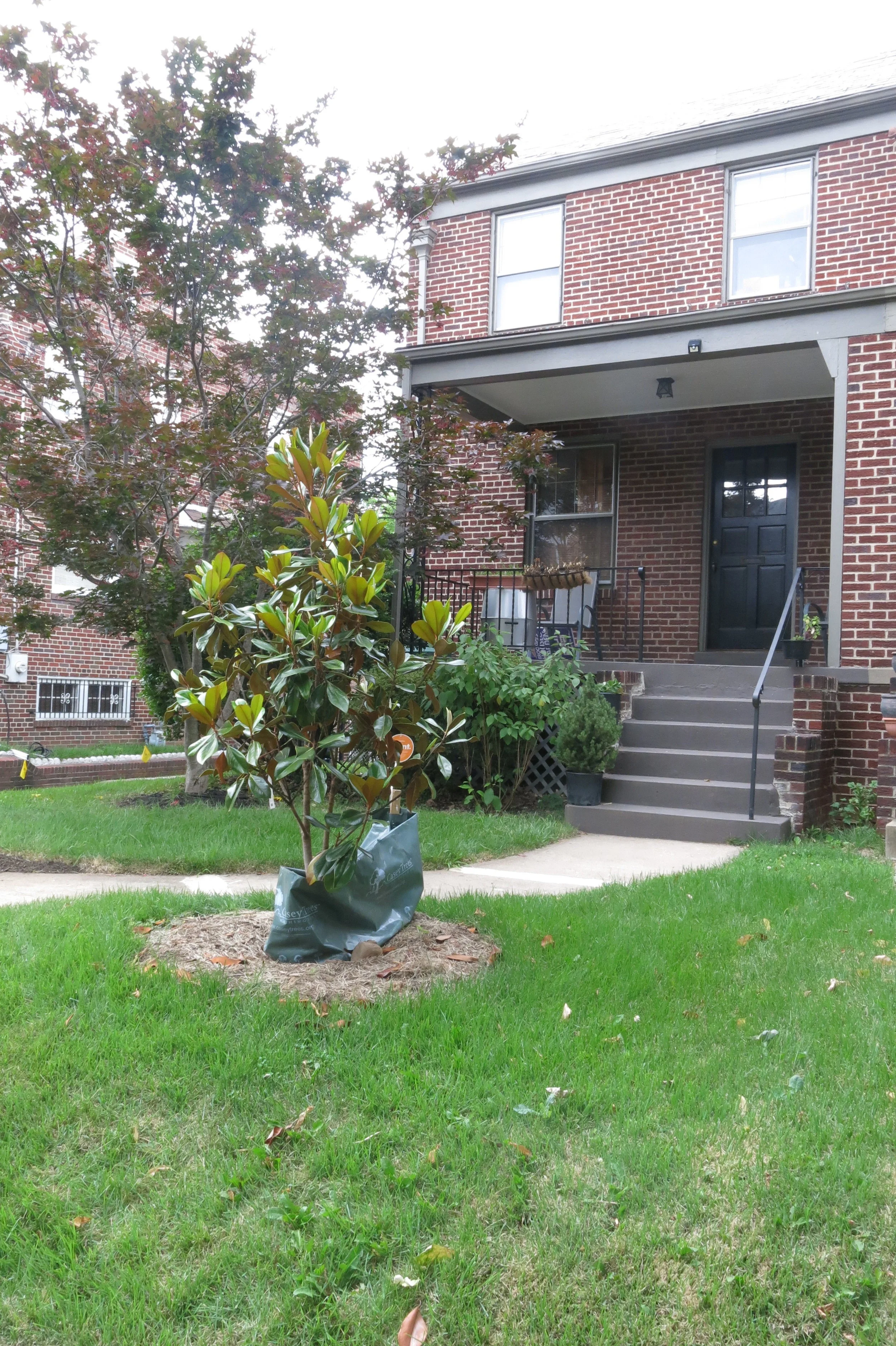 Shade tree