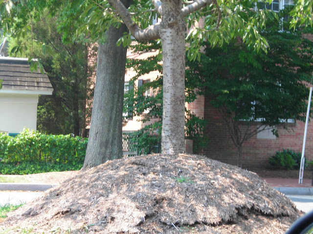 Volcano mulching (Source: Casey Trees)