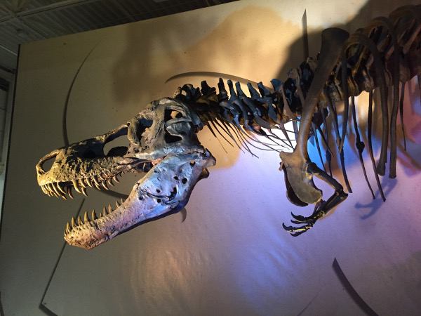 A T-Rex Name Sue. Photo by Me