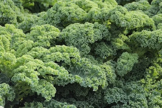 Kale.jpg