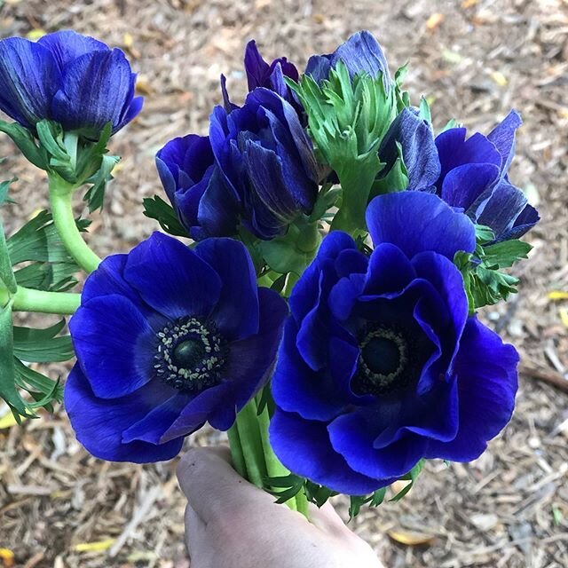 These anemones today, wow! #blueanemones #bocabloomsbg