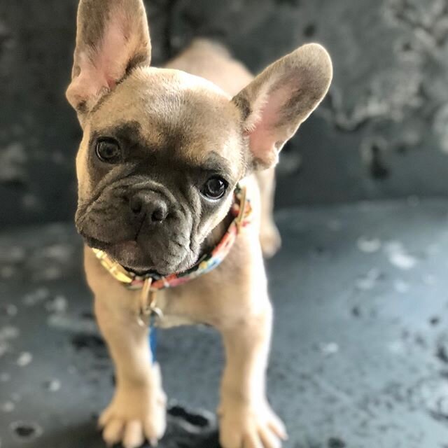 Welcome, little Henri!
#frenchiesofinstagram #peonies #tropicalvibes #ferns #moonstonerose