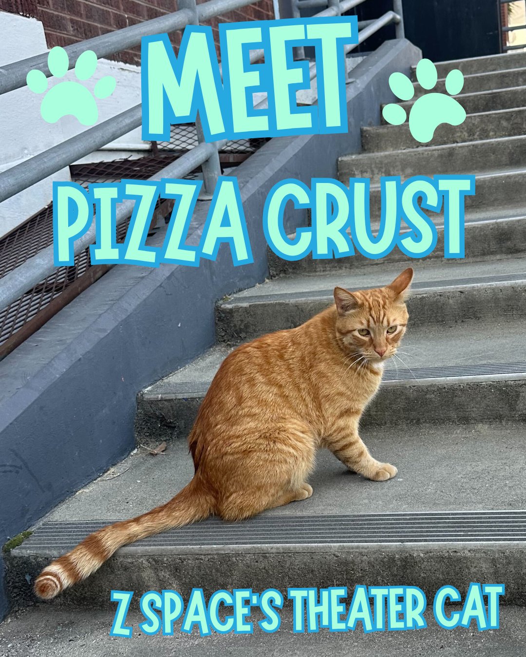 On National Pet Day, we&rsquo;d like to introduce you to the newest member of our team: Pizza Crust, the Z Space theater cat! You may see her lurking outside the next time you come to a show awaiting pets or treats. ⁠
⁠
Swipe through to meet more of 