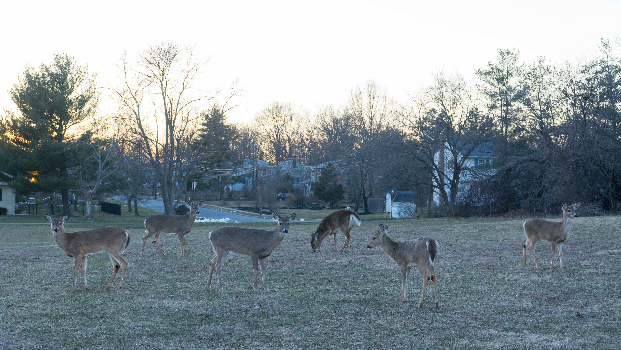 deerbuddies.jpg