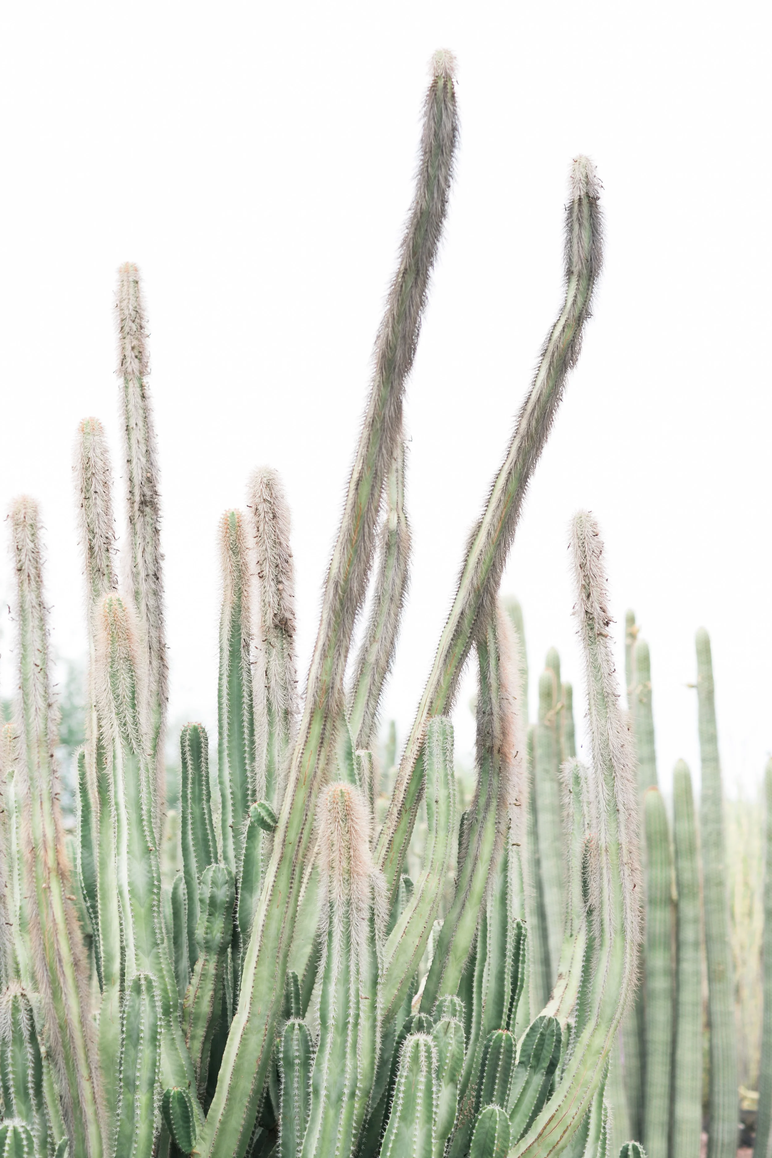 Tall, hairy cactus at the Phoenix desert botanical gardens 