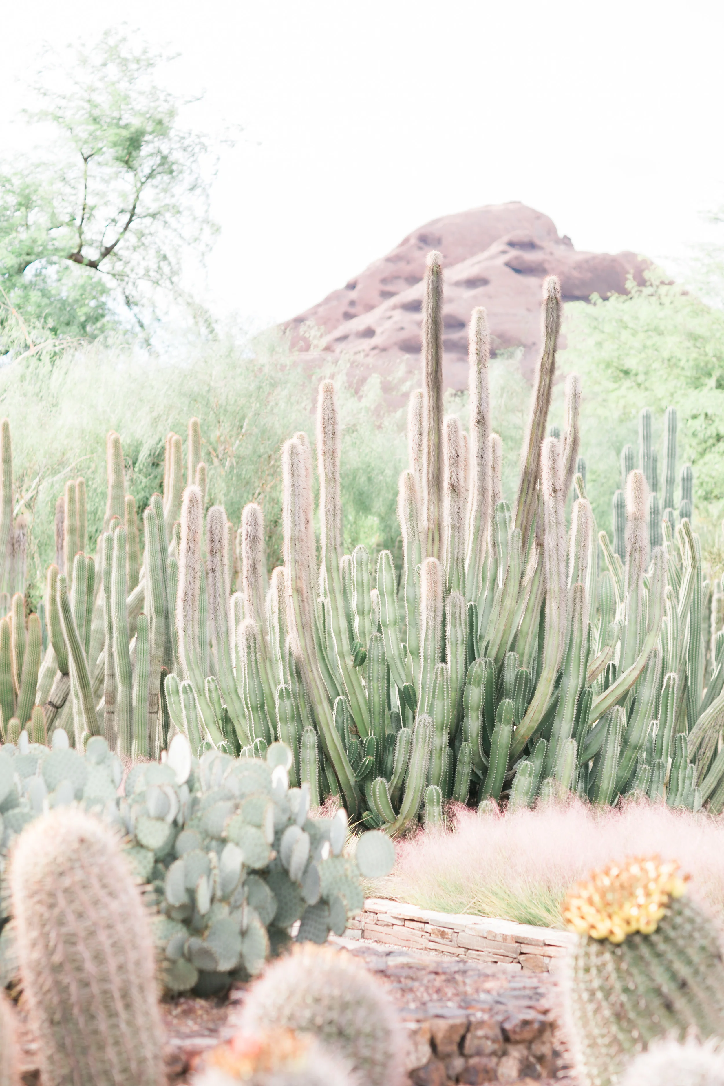 Gorgeous mountain views from the Phoenix Desert Botanical Gardens