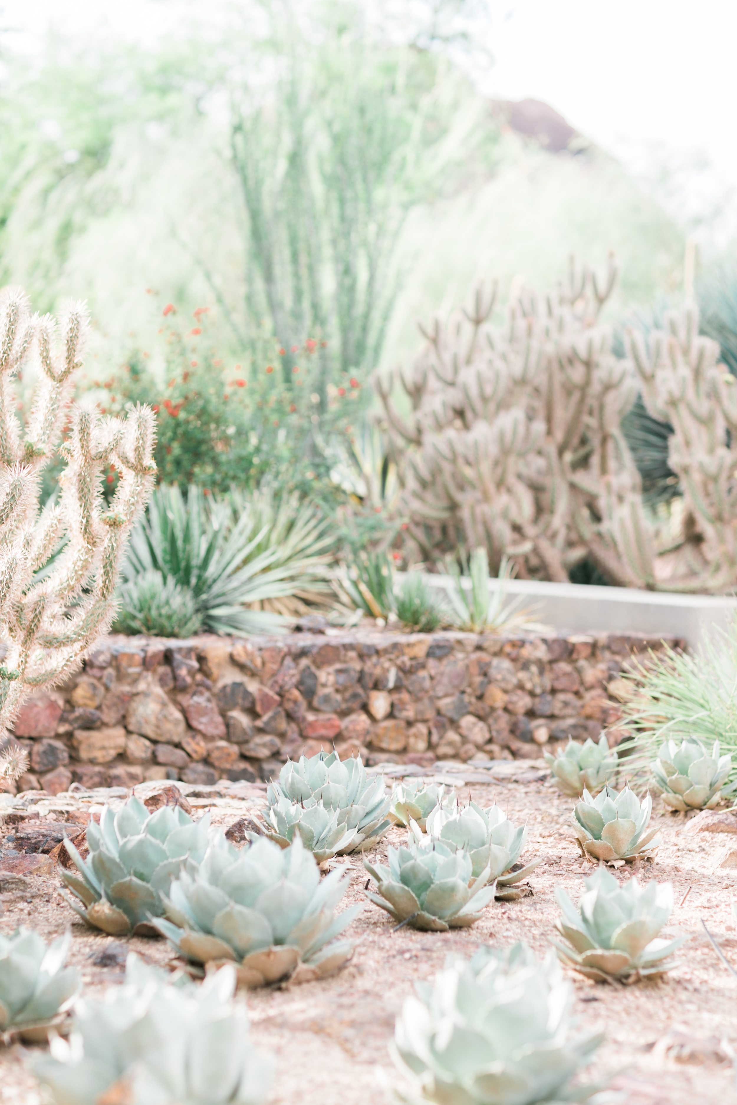 Unique cactus and beautiful desert landscaping at the Phoenix Desert Botanical Gardens