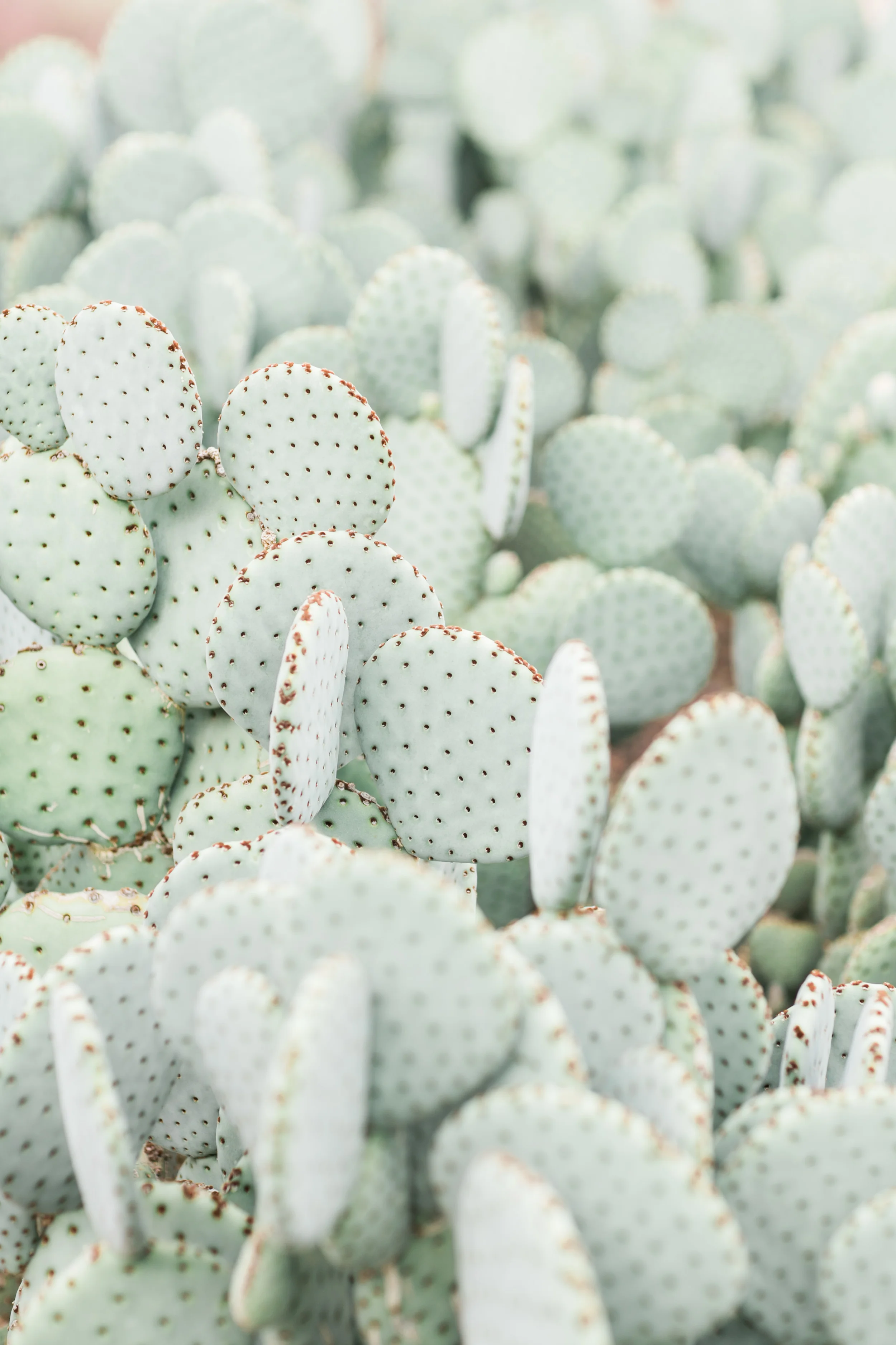 Gorgeous prickly pear cactus at the Phoenix Desert Botanical Gardens