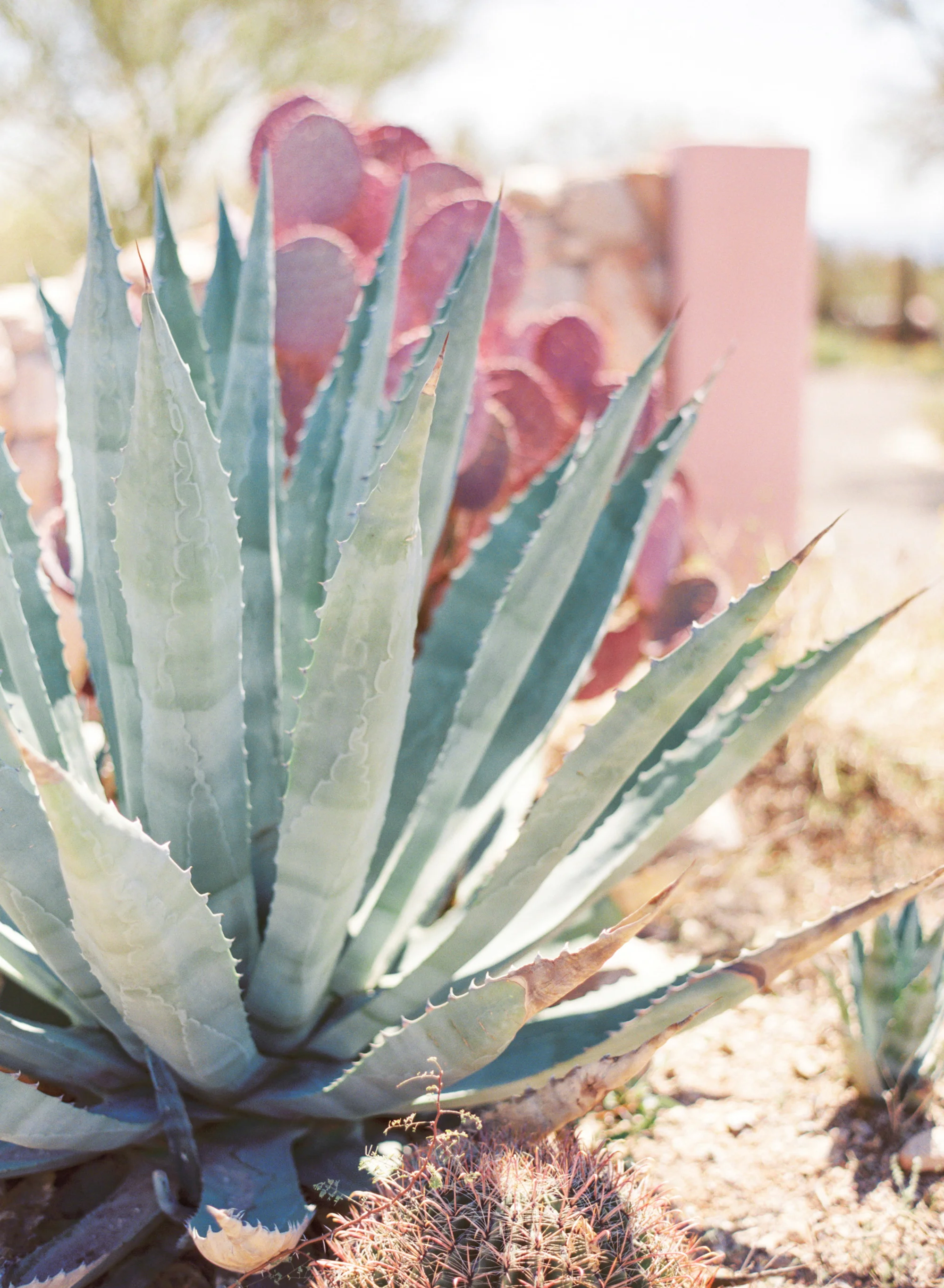 agave cactus in tucson arizona 
