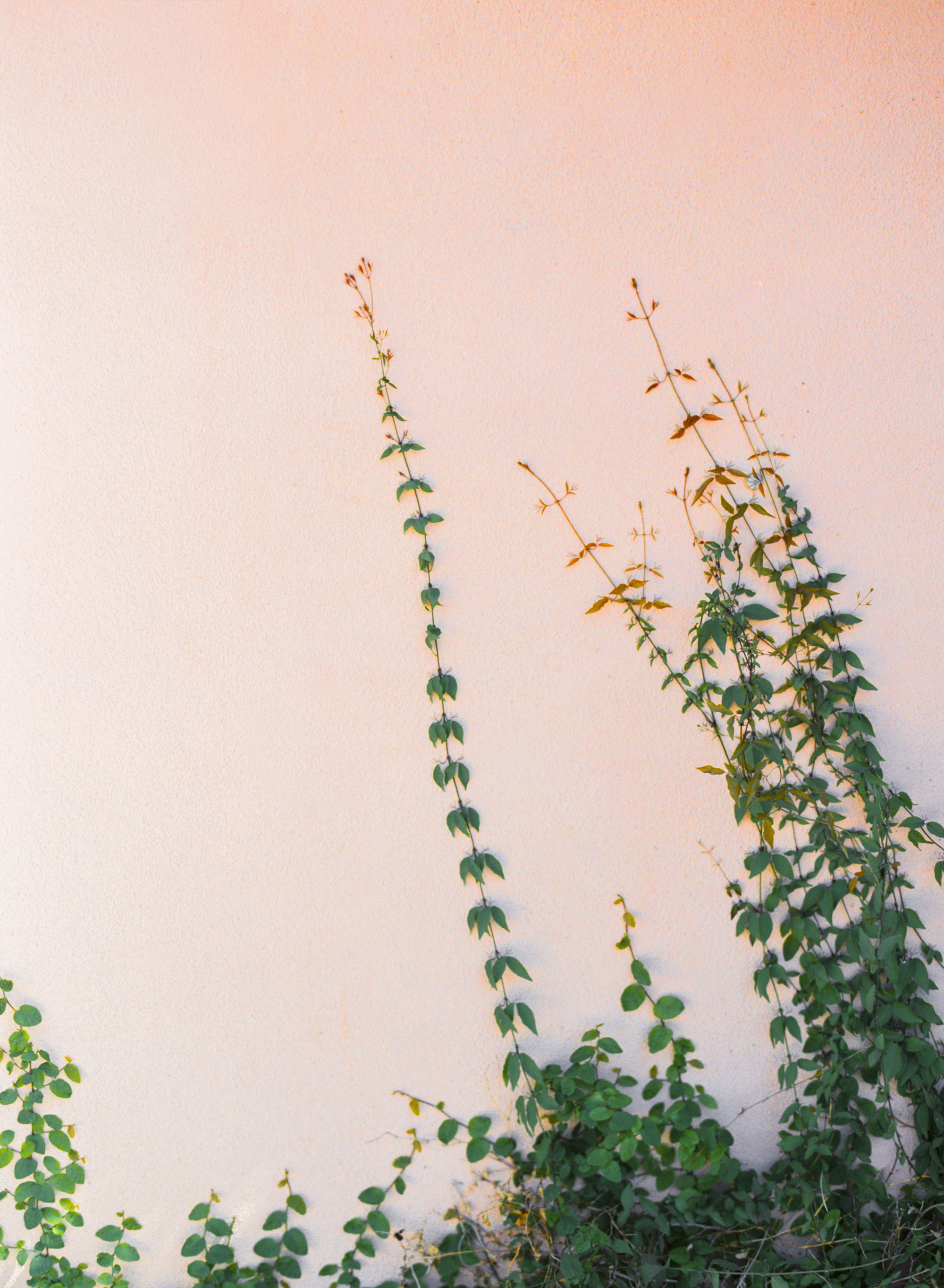 Vines climbing up pink wall 