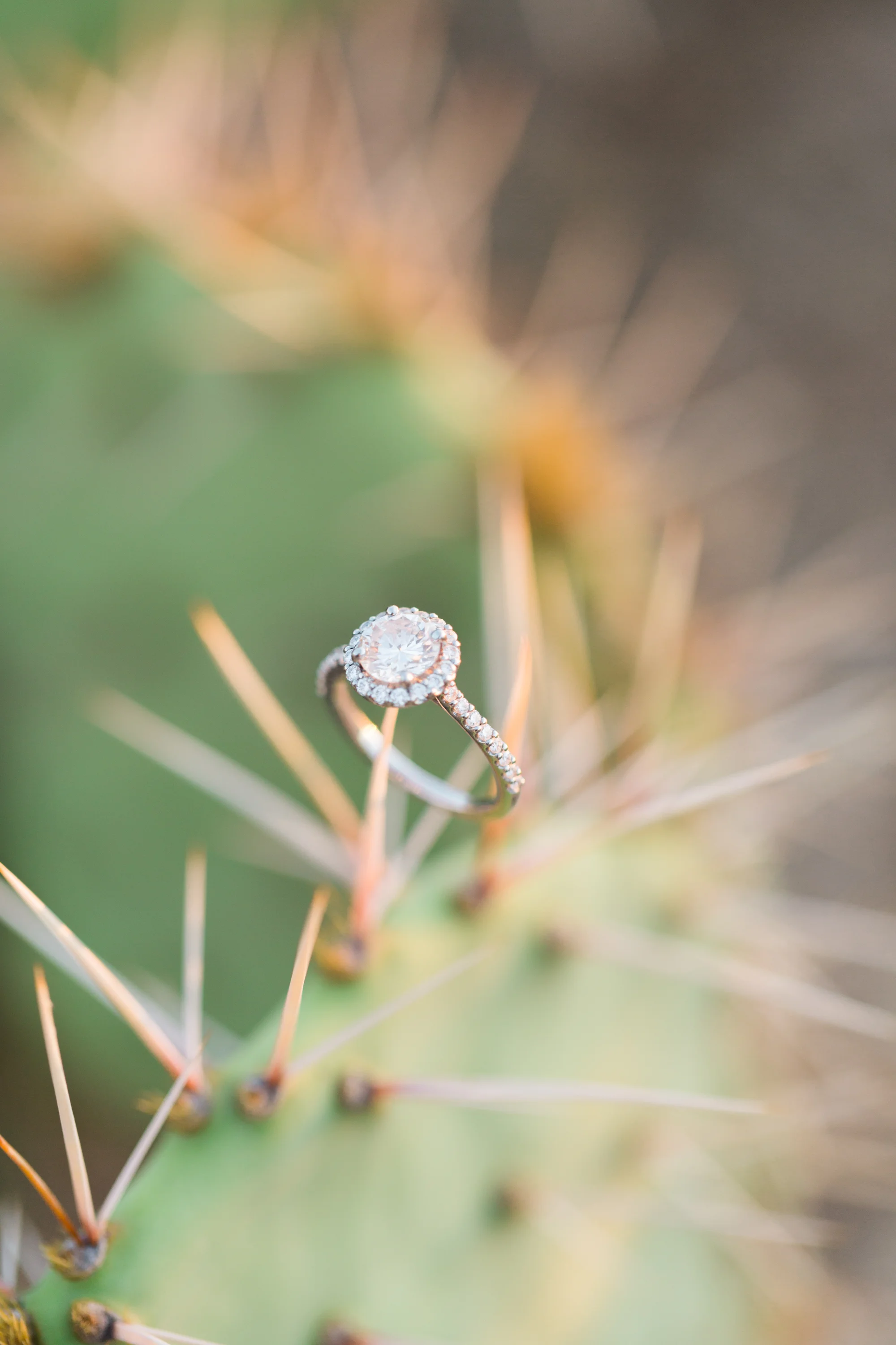 How gorgeous is this halo diamond engagement ring on this cactus? We love ring shots like this!! 