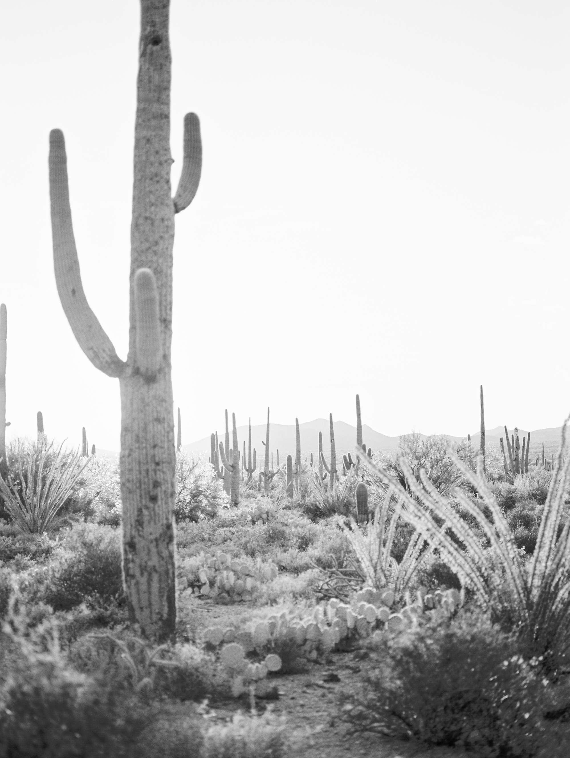 Black and white landscape shot of the gorgeous Tucson desert with huge saguaros and prickly pear.