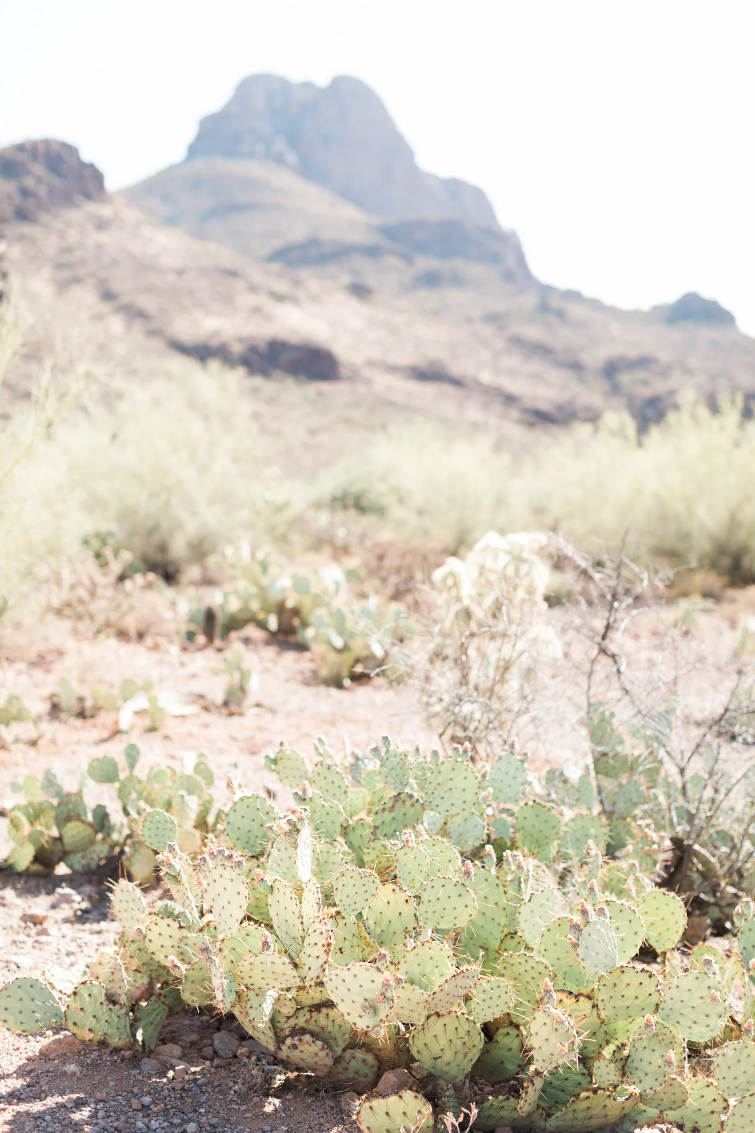 Mountain views from Tucson wedding venue, Stardance with prickly pear cactus in the foreground. 