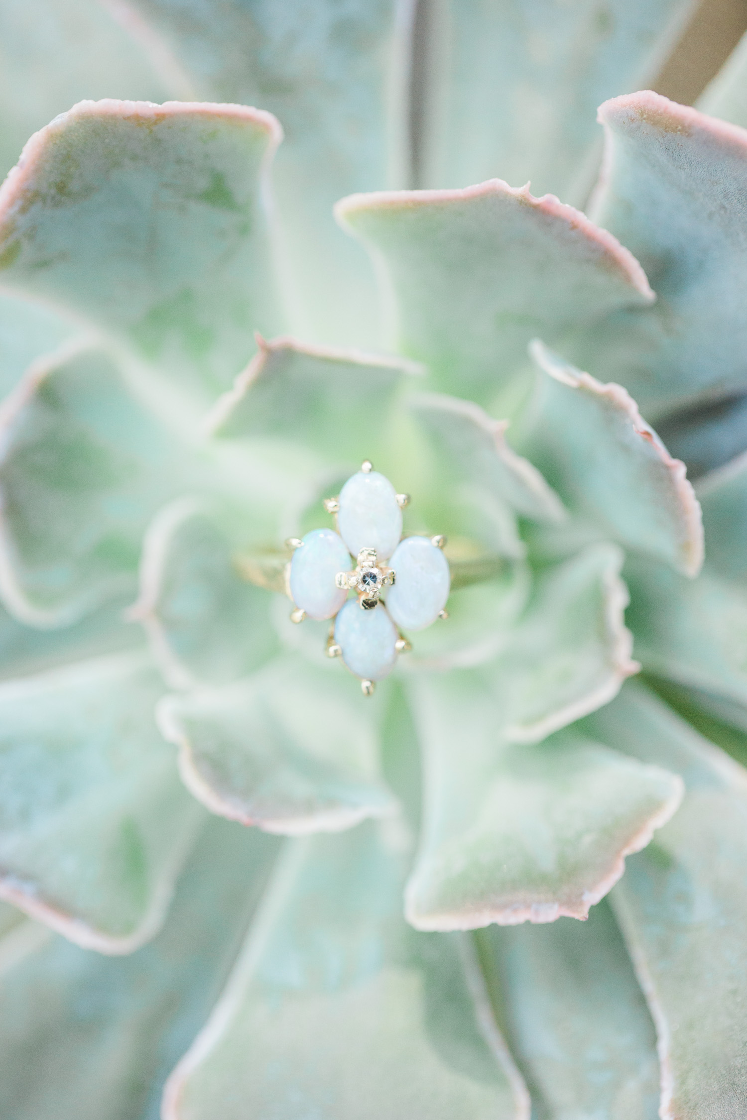 Ring shot of an antique opal ring in the middle of a succulent