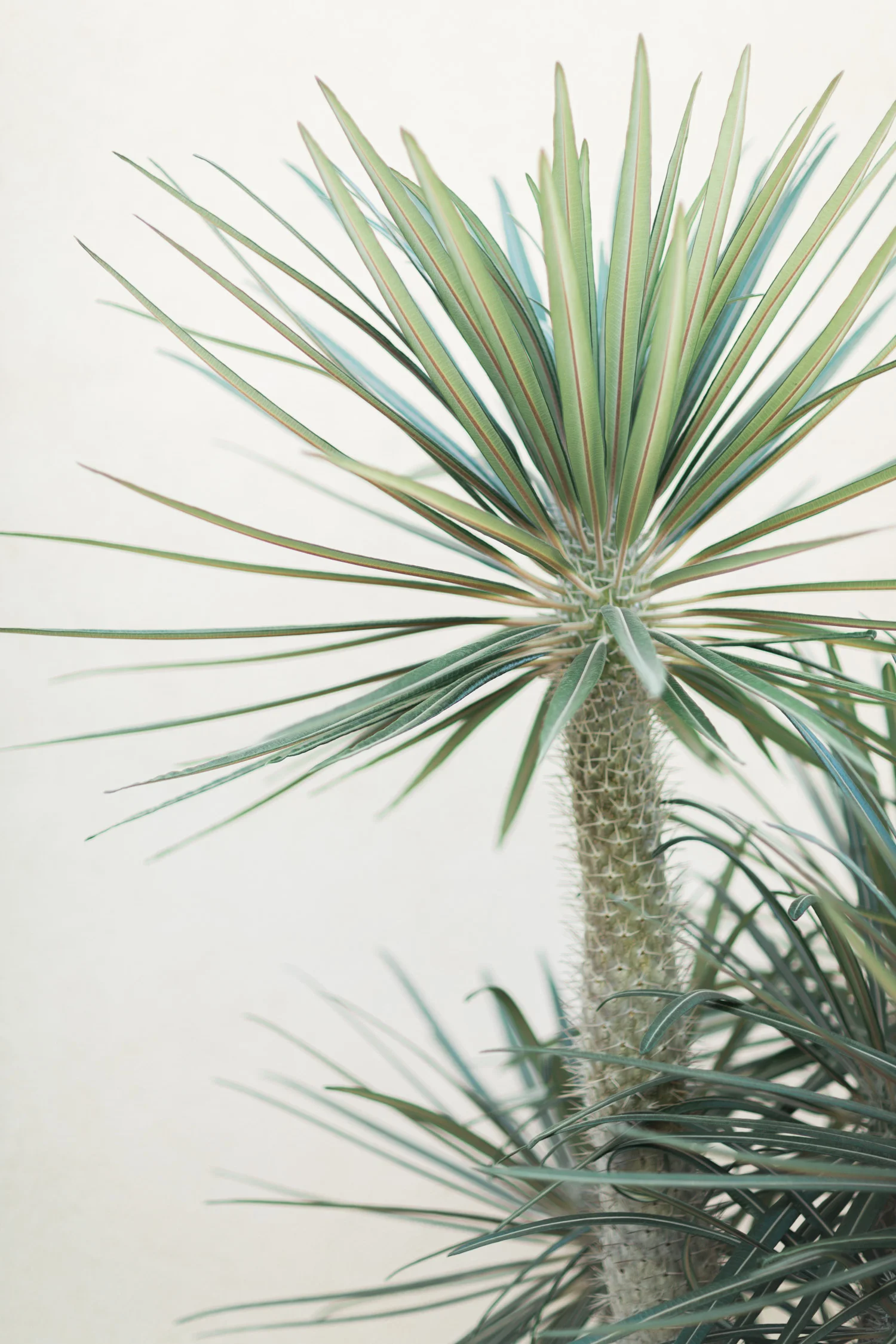 Desert plants at Tohono Chul Gardens