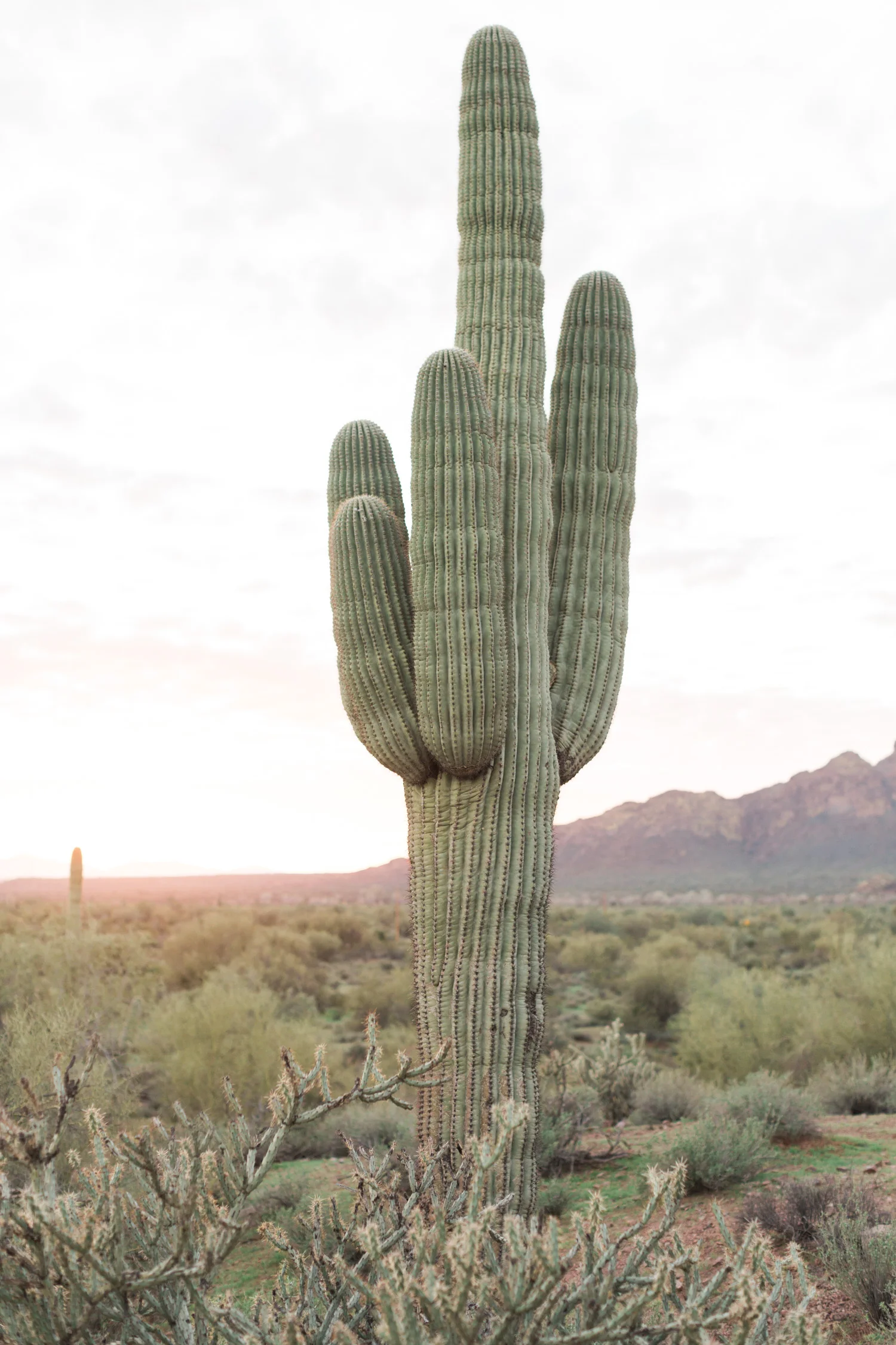 Cactus and saguaros with desert and mountain views in the background. Phoenix, Arizona wedding. 