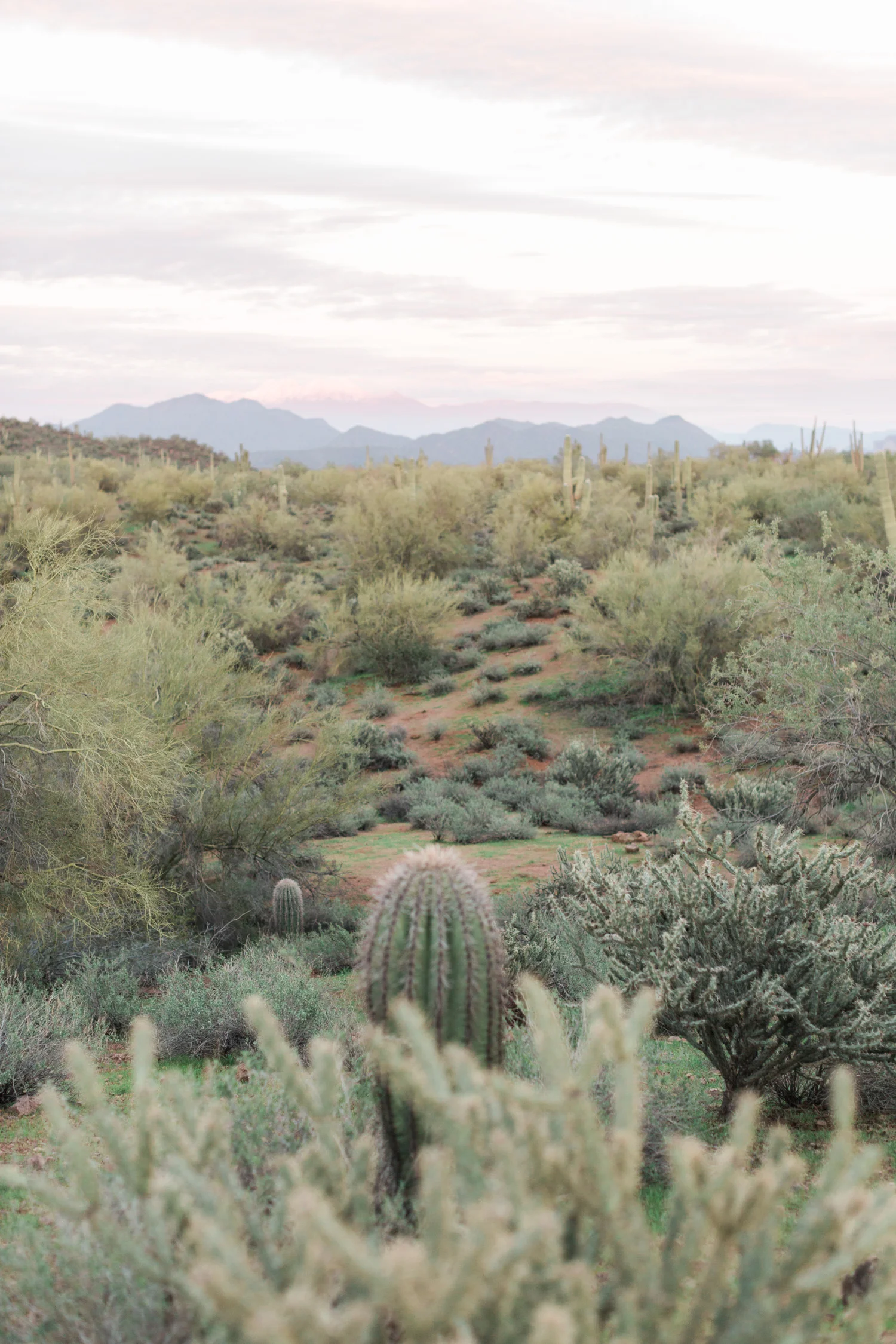 Phoenix, Arizona desert at sunset. Love the cactus in the foreground.