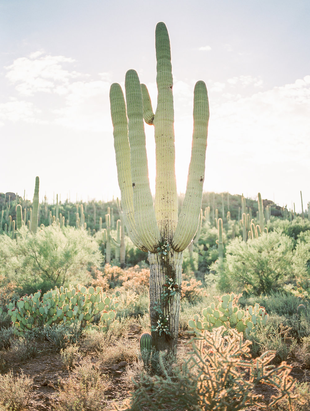  Beautiful floral saguaro cactus installation by Alexis Grace Florals&nbsp; 