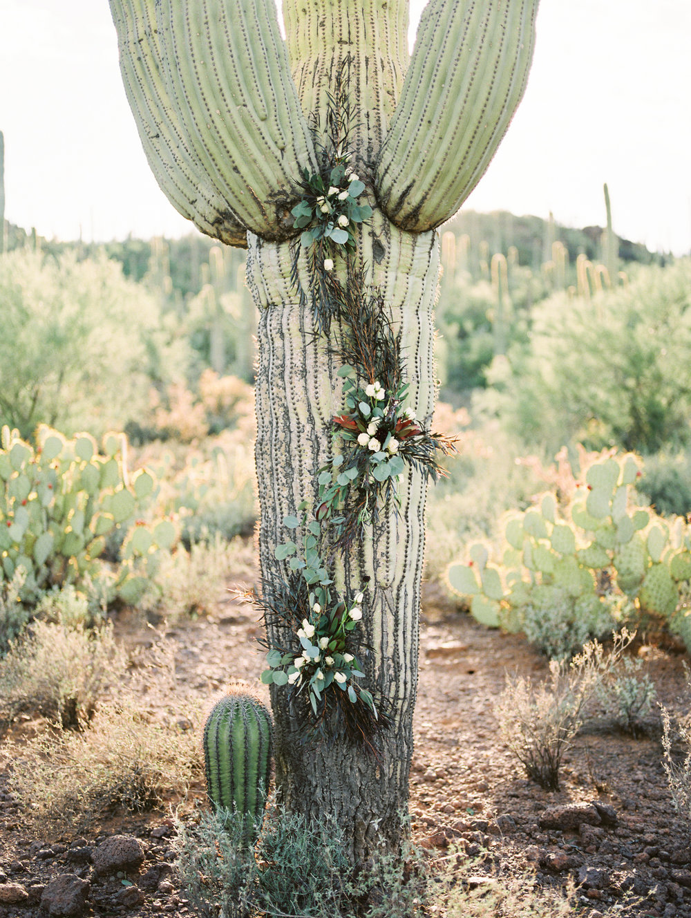  Alexis Grace Florals is amazing! Saguaro Cactus floral installation 