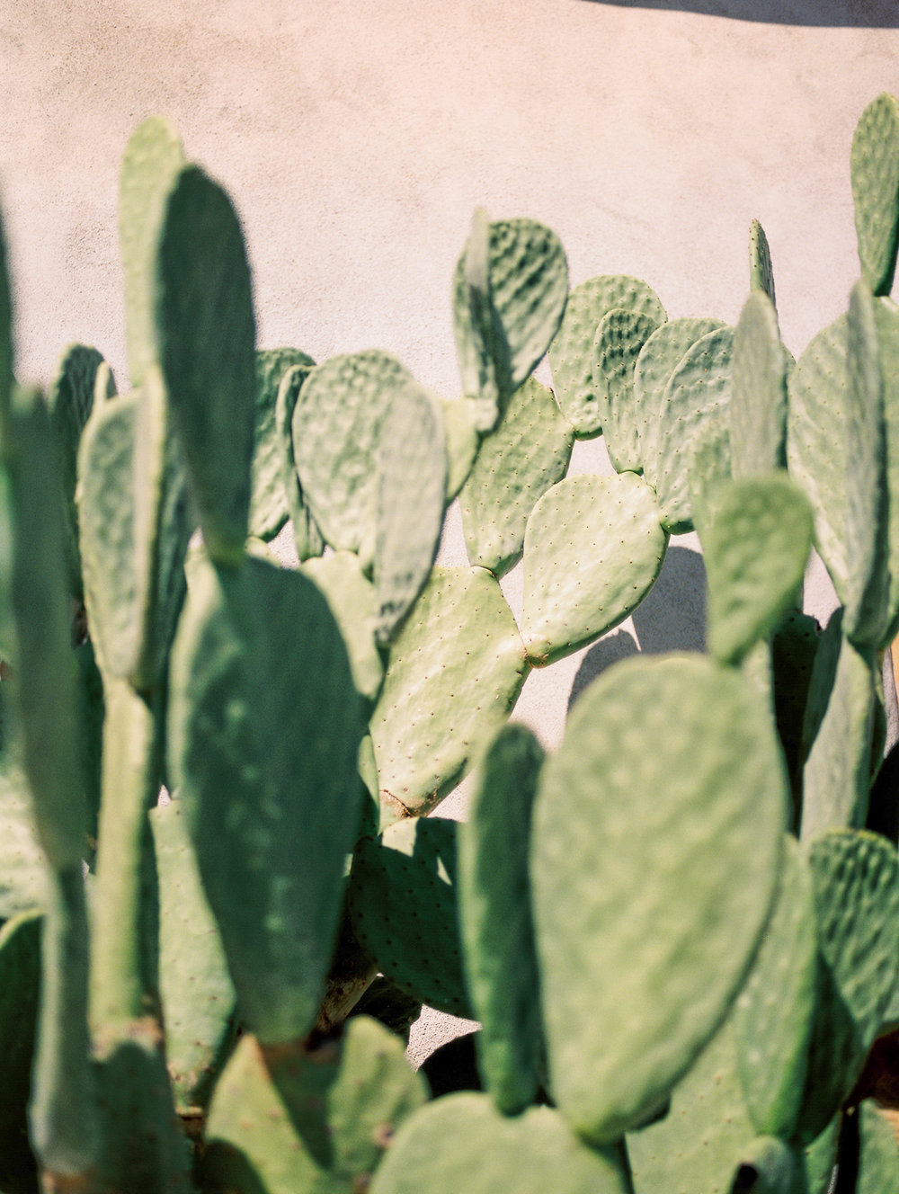tucson-cactus.jpg