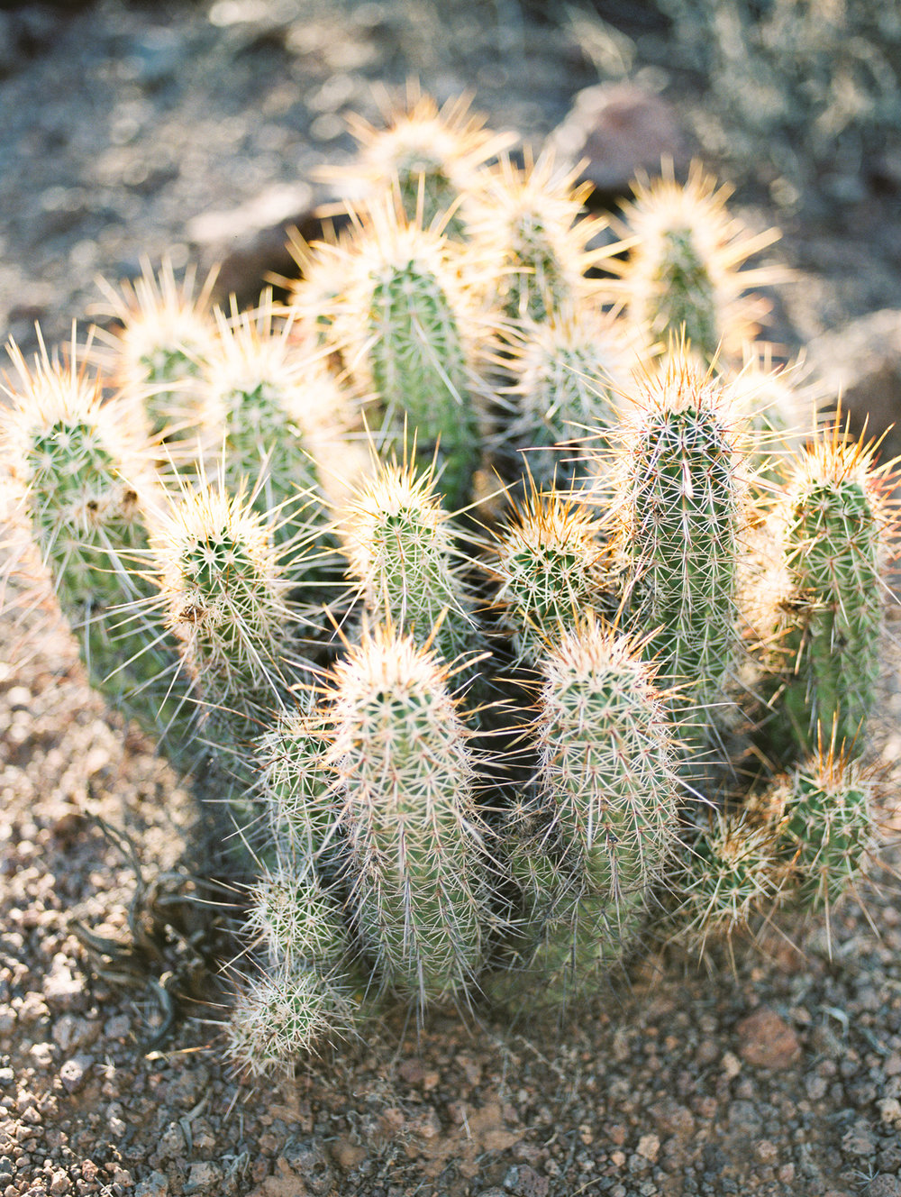 gorgeous glowing desert cactus&nbsp; 