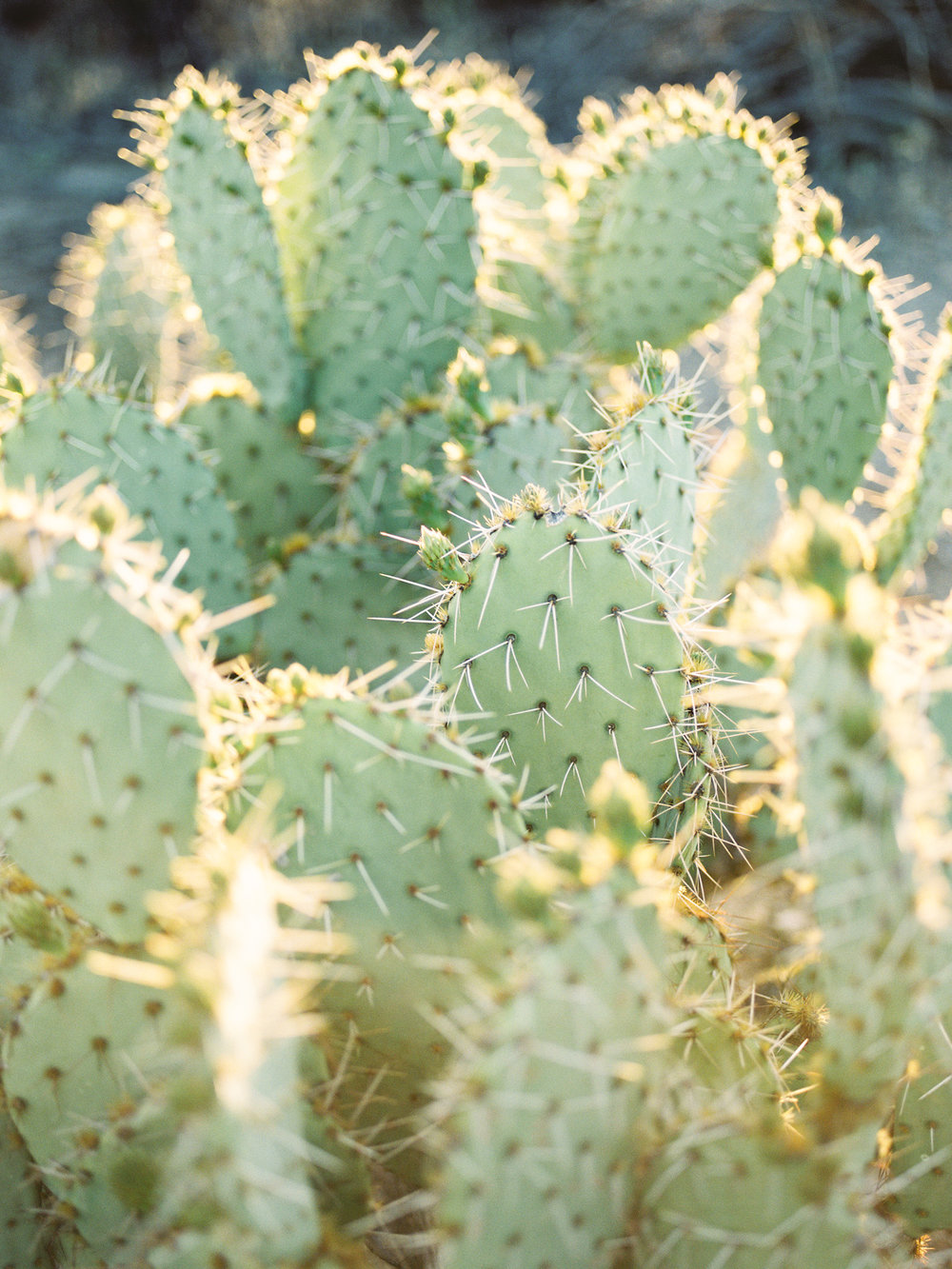  Gorgeous Tucson sunset lighting on prickly pear cactus&nbsp; 