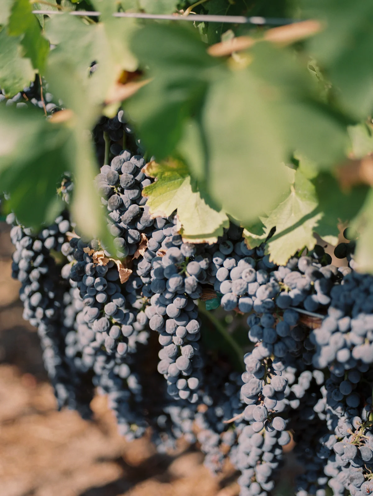 Wiens Family Cellars 