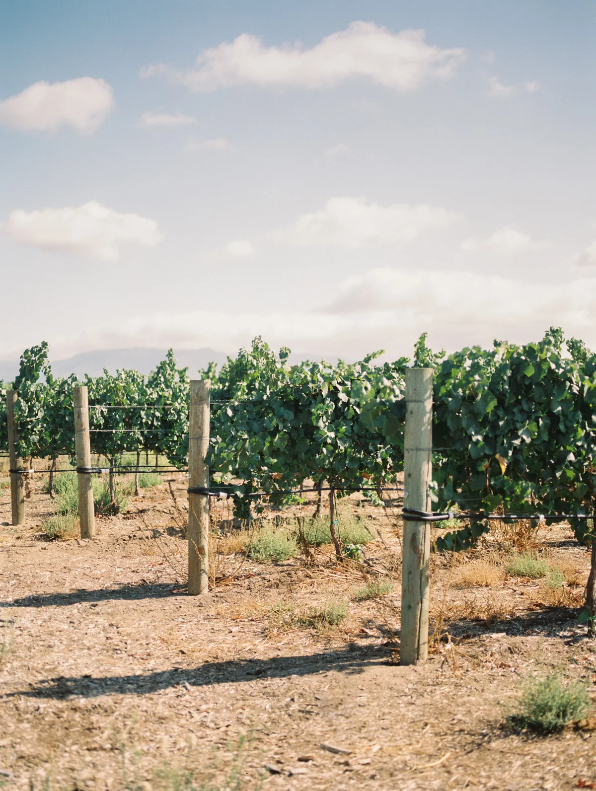 Wiens Family Cellars Wedding