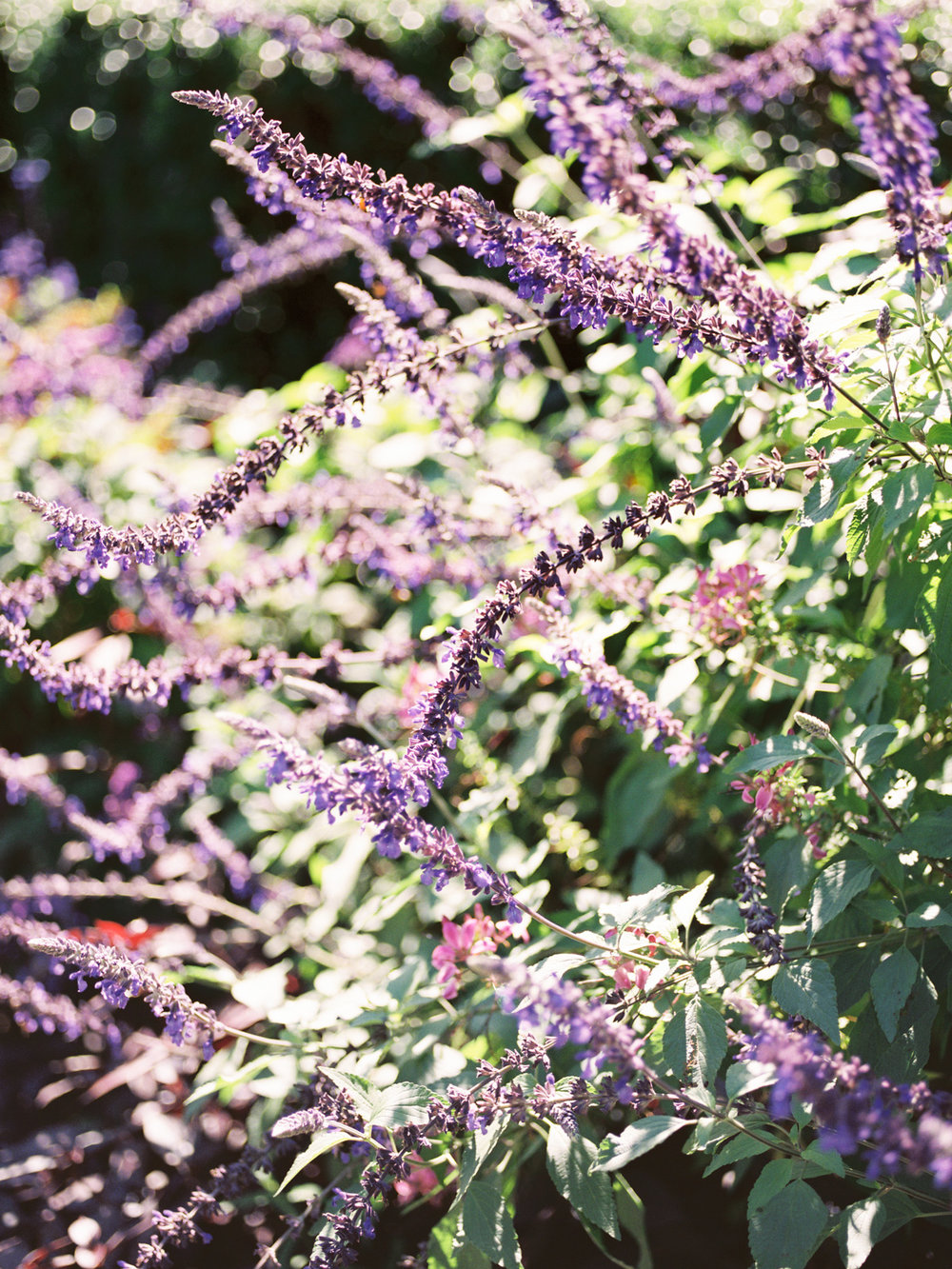 lavender-NYC-conservatory-garden.jpg