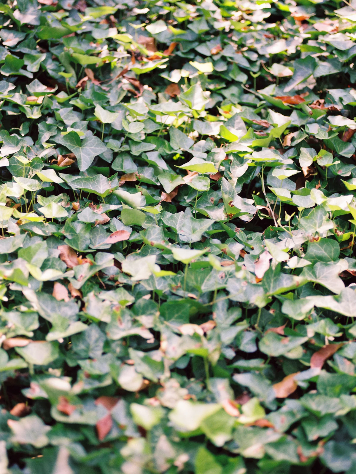 Ivy all over the place in central park 