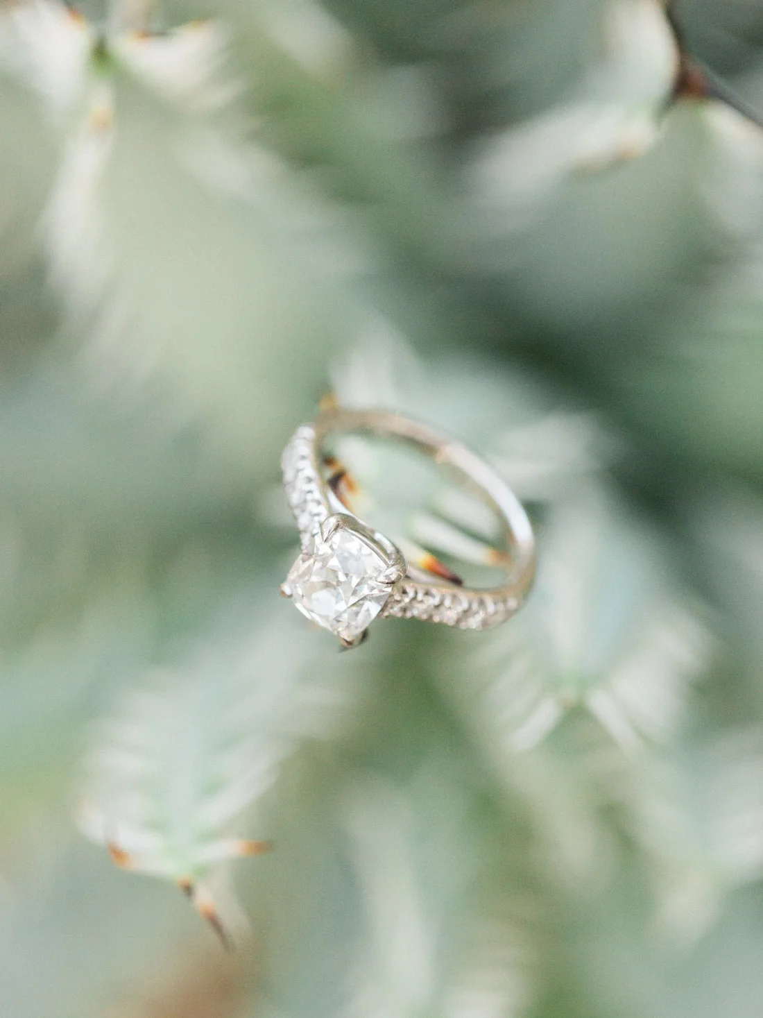 cactus-engagement-ring-shot.jpg