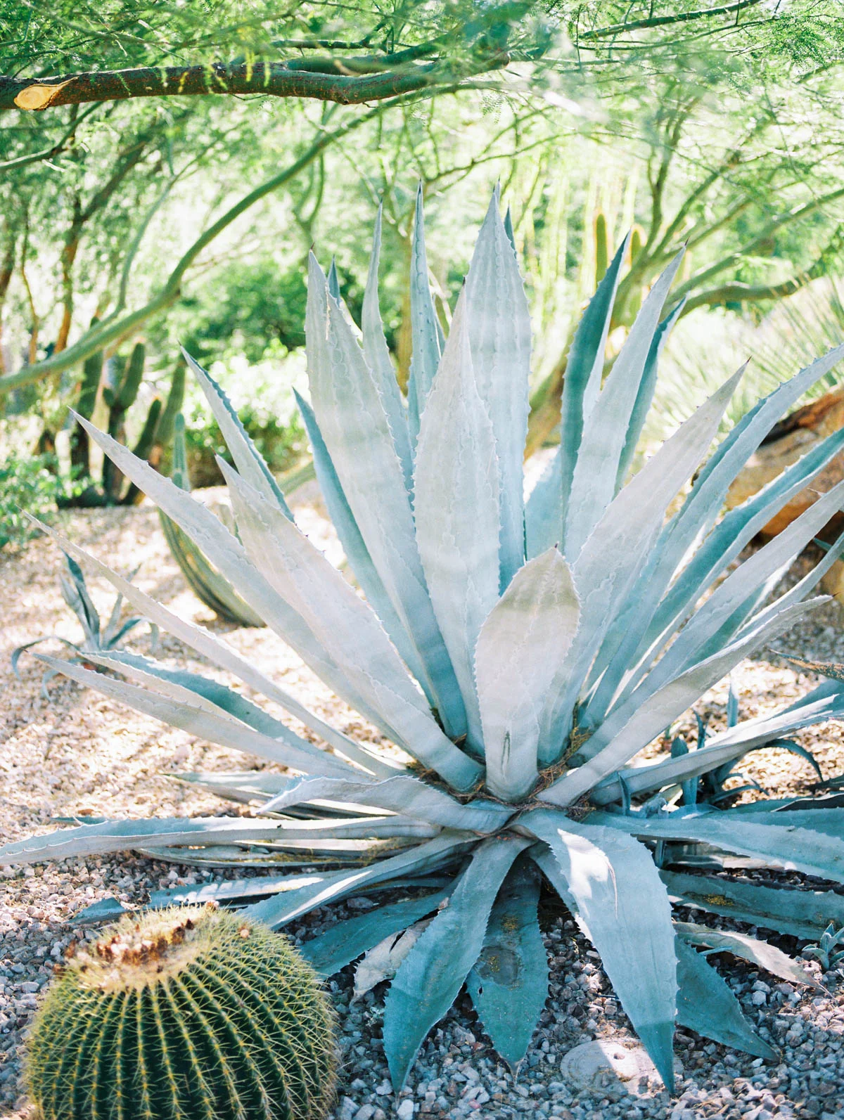 tucson-wedding-starr-pass.jpg