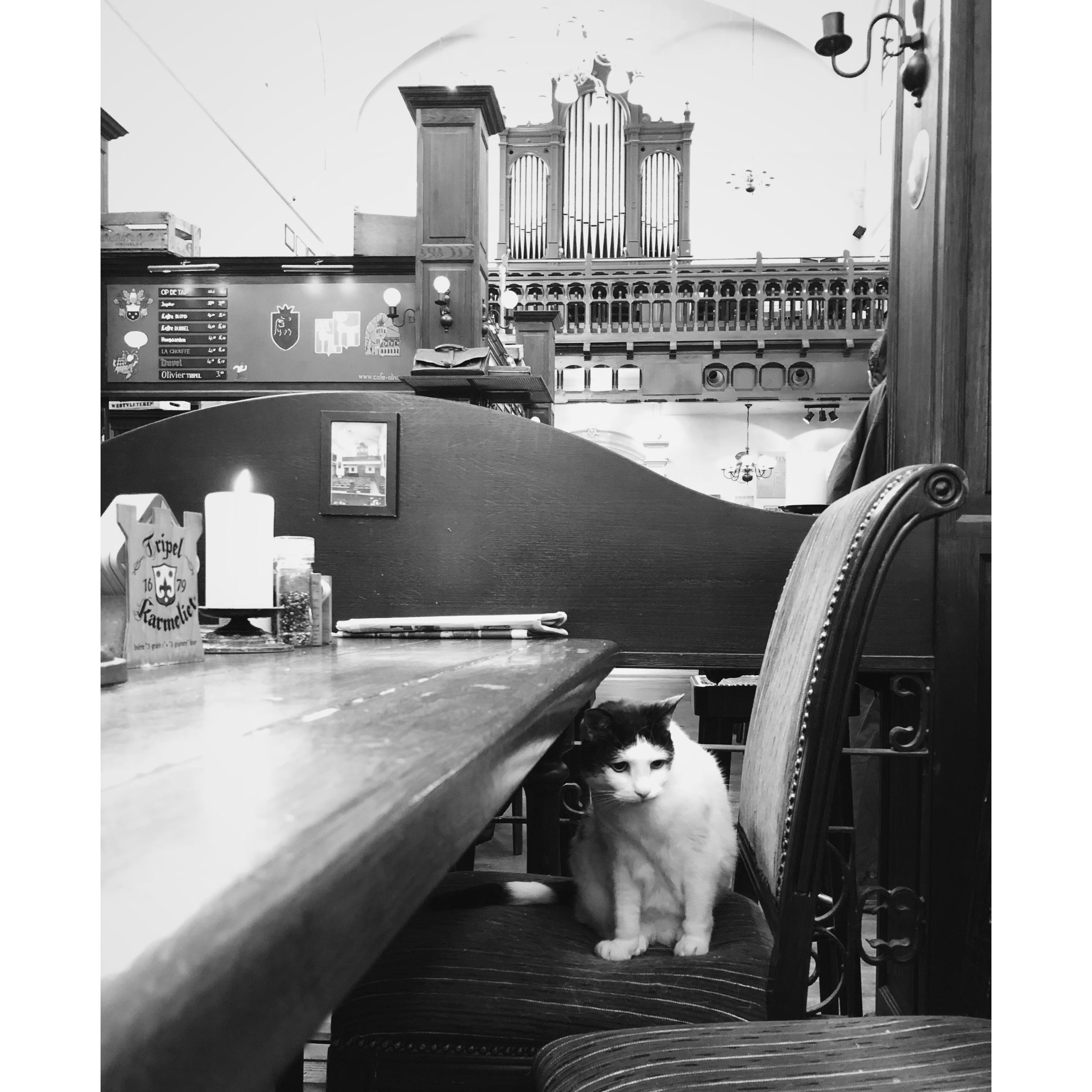  Bar cat at Belgisch Biercafé Olivier; Utrech, Netherlands. 