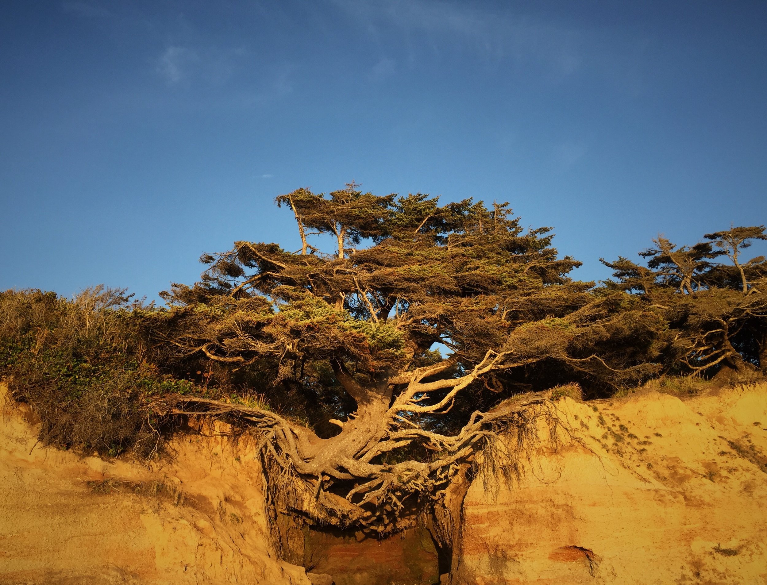  “Tree of Life,” Olympic Peninsula.   