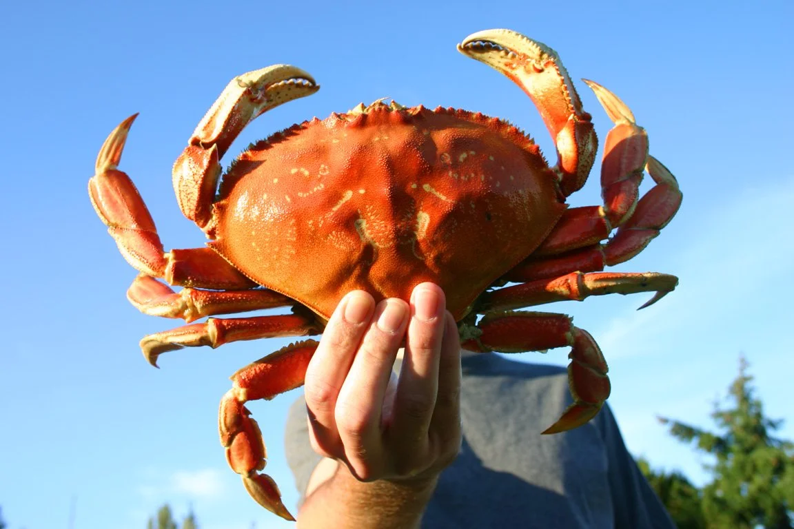 holding-crab_503736518_o.jpg