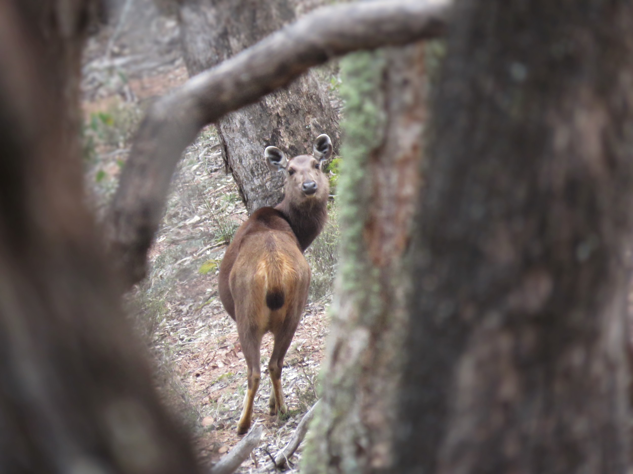 female sambar