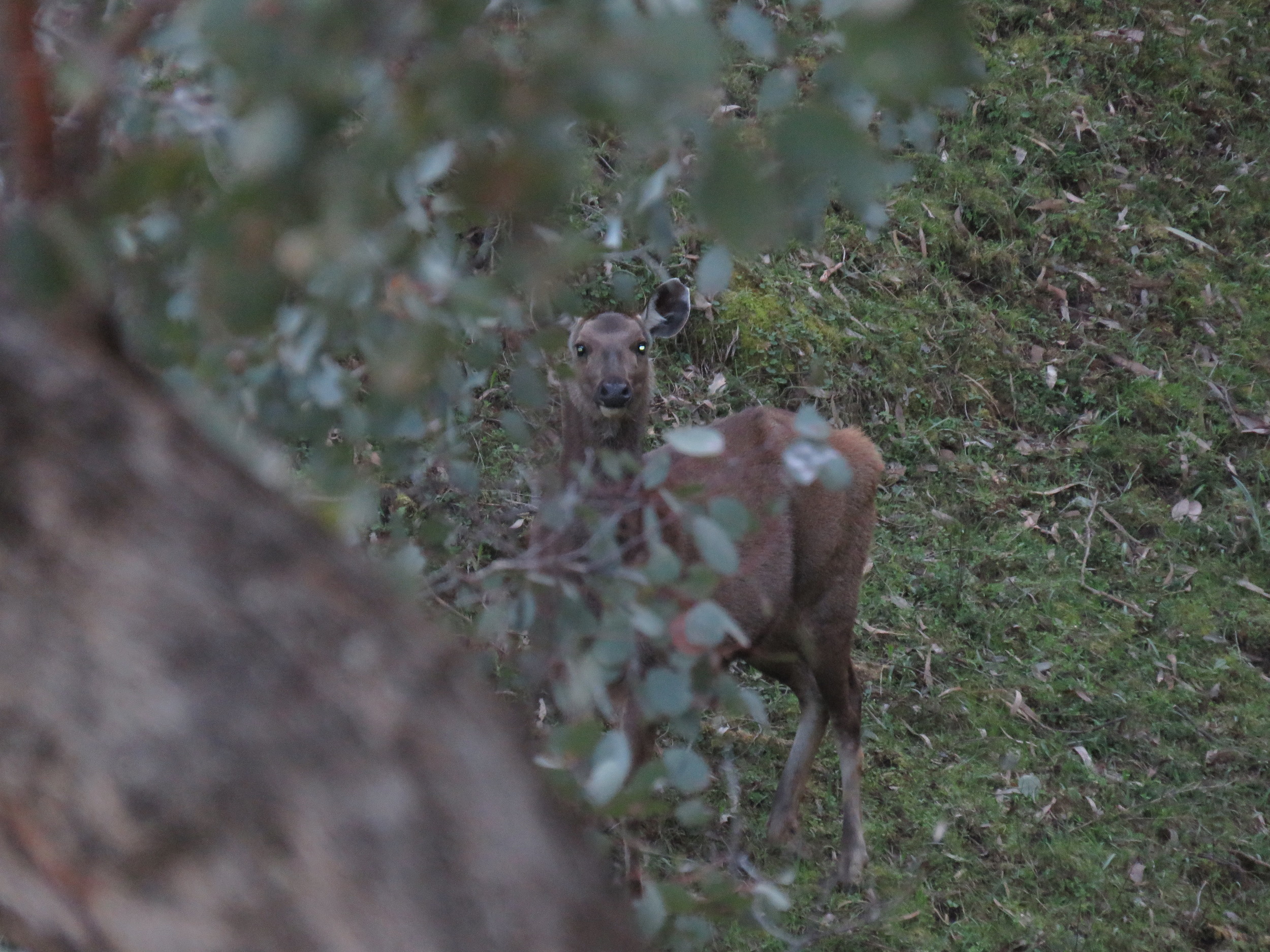 female sambar