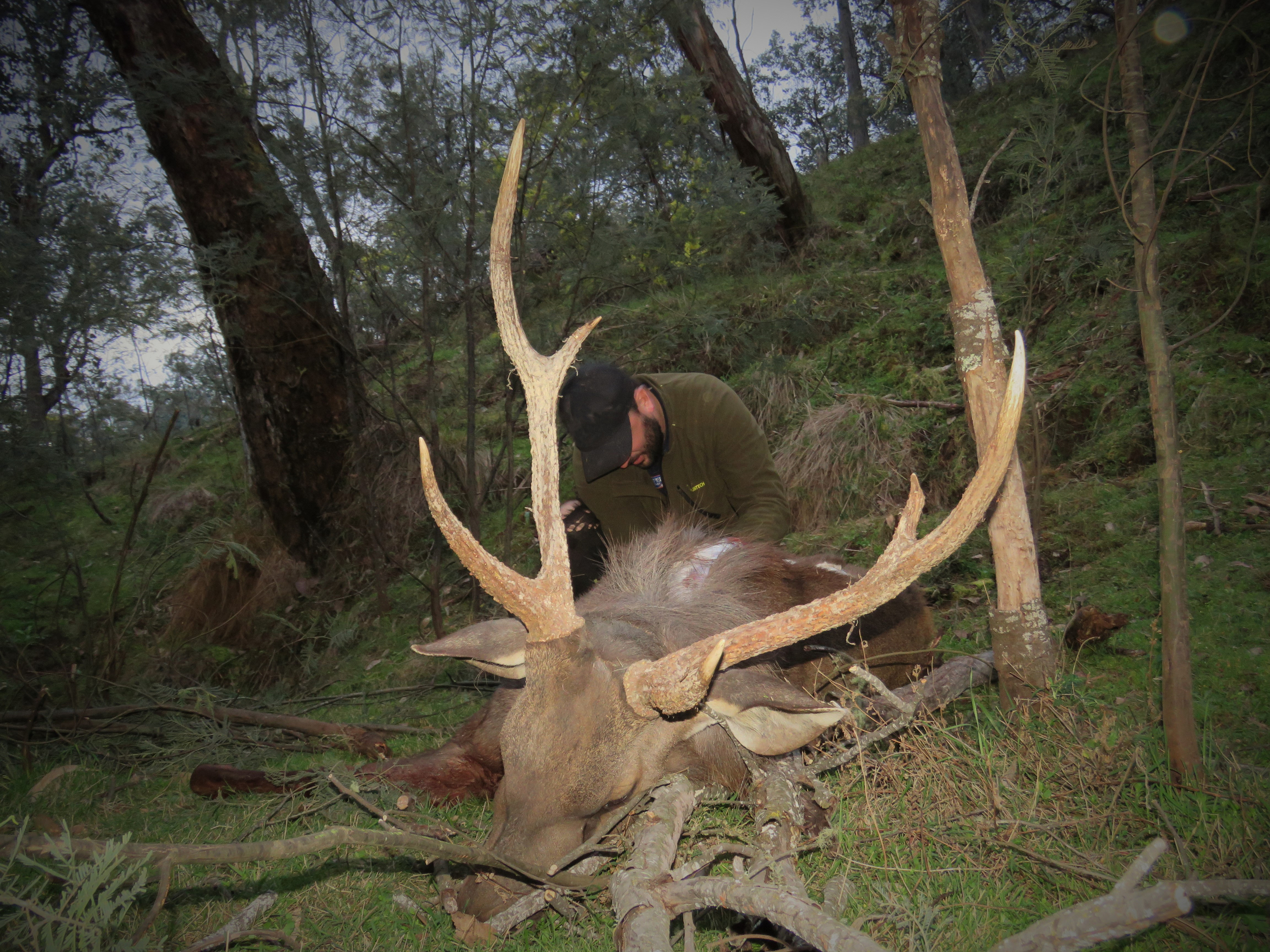 caping out the sambar stag