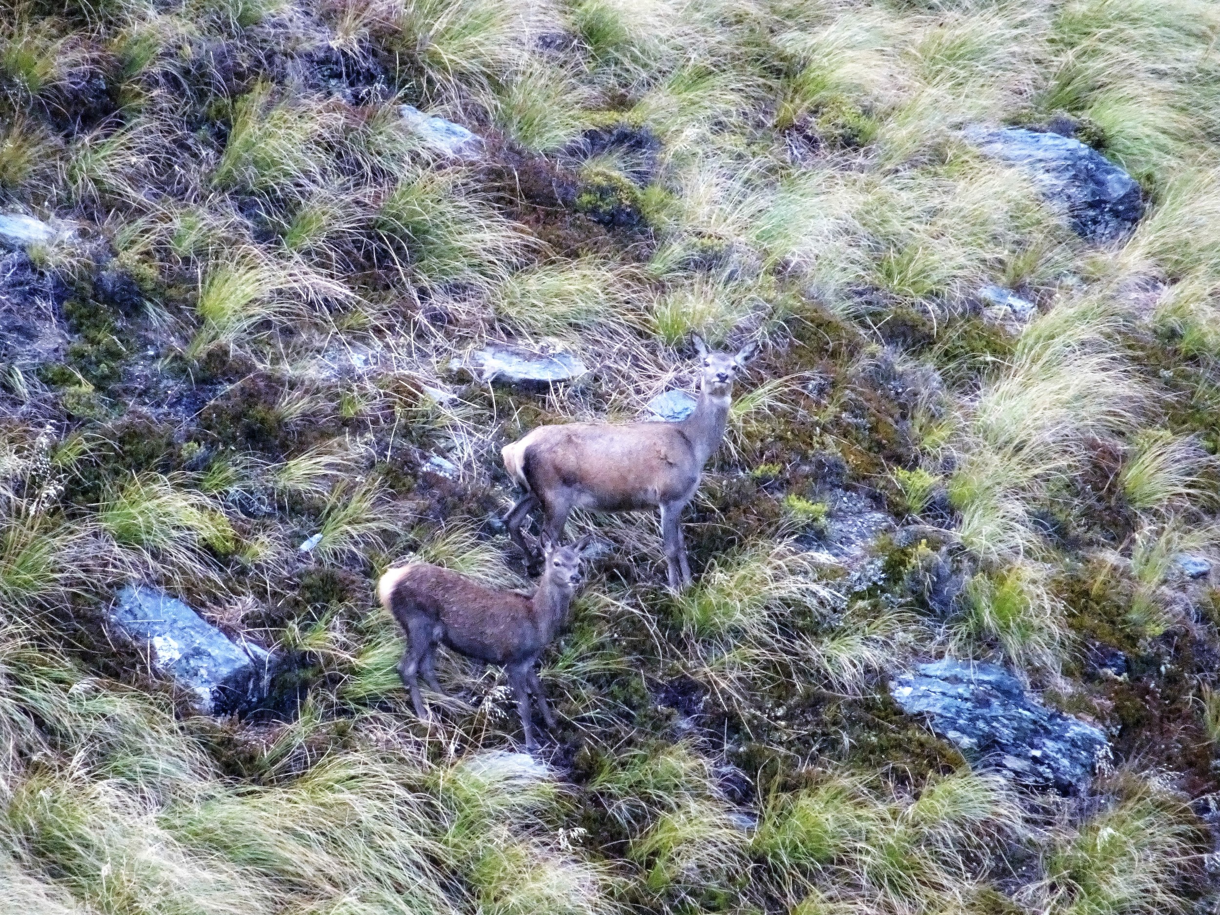 hind and yearling