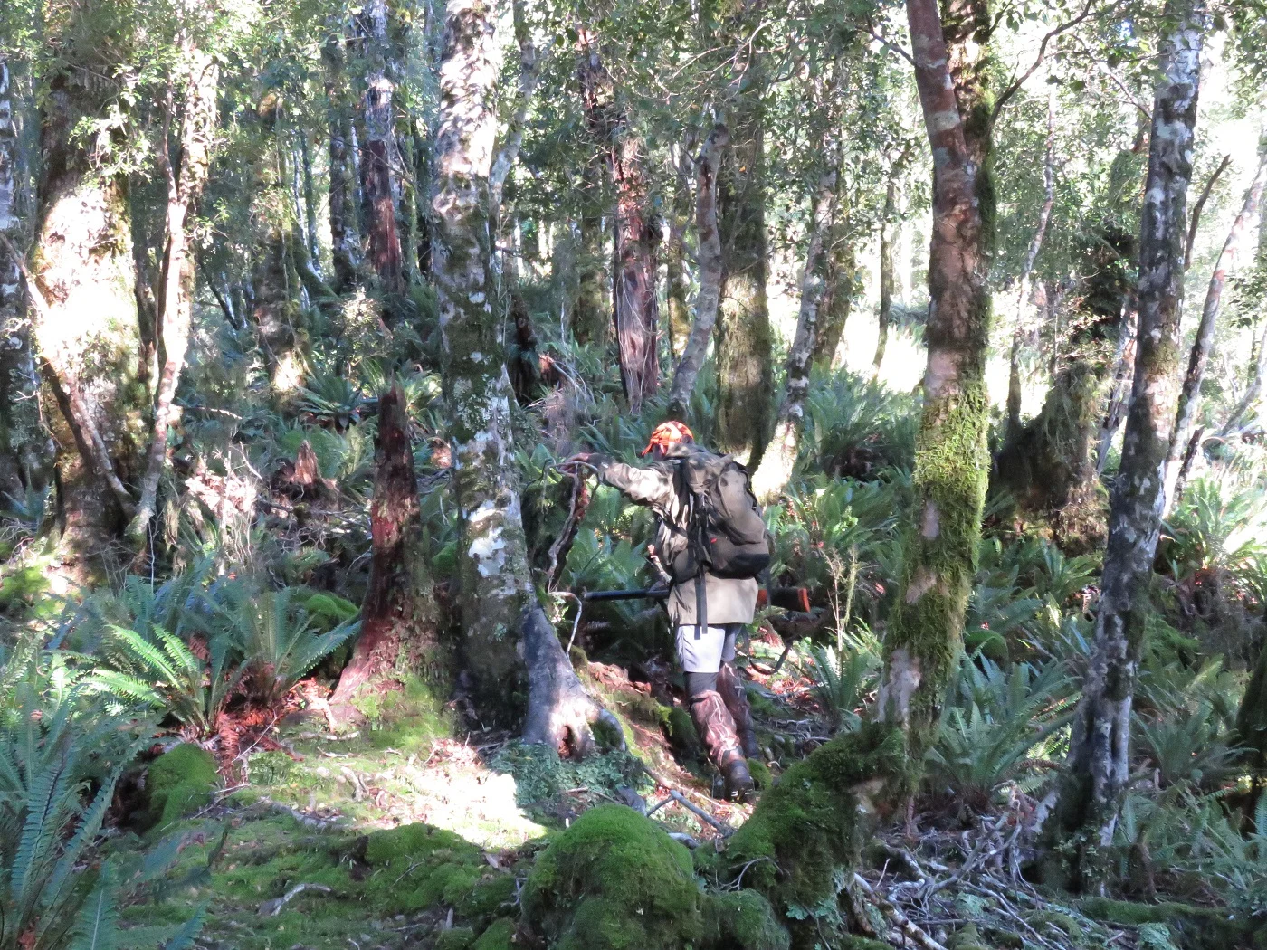   A nice South Westland bush spur.  