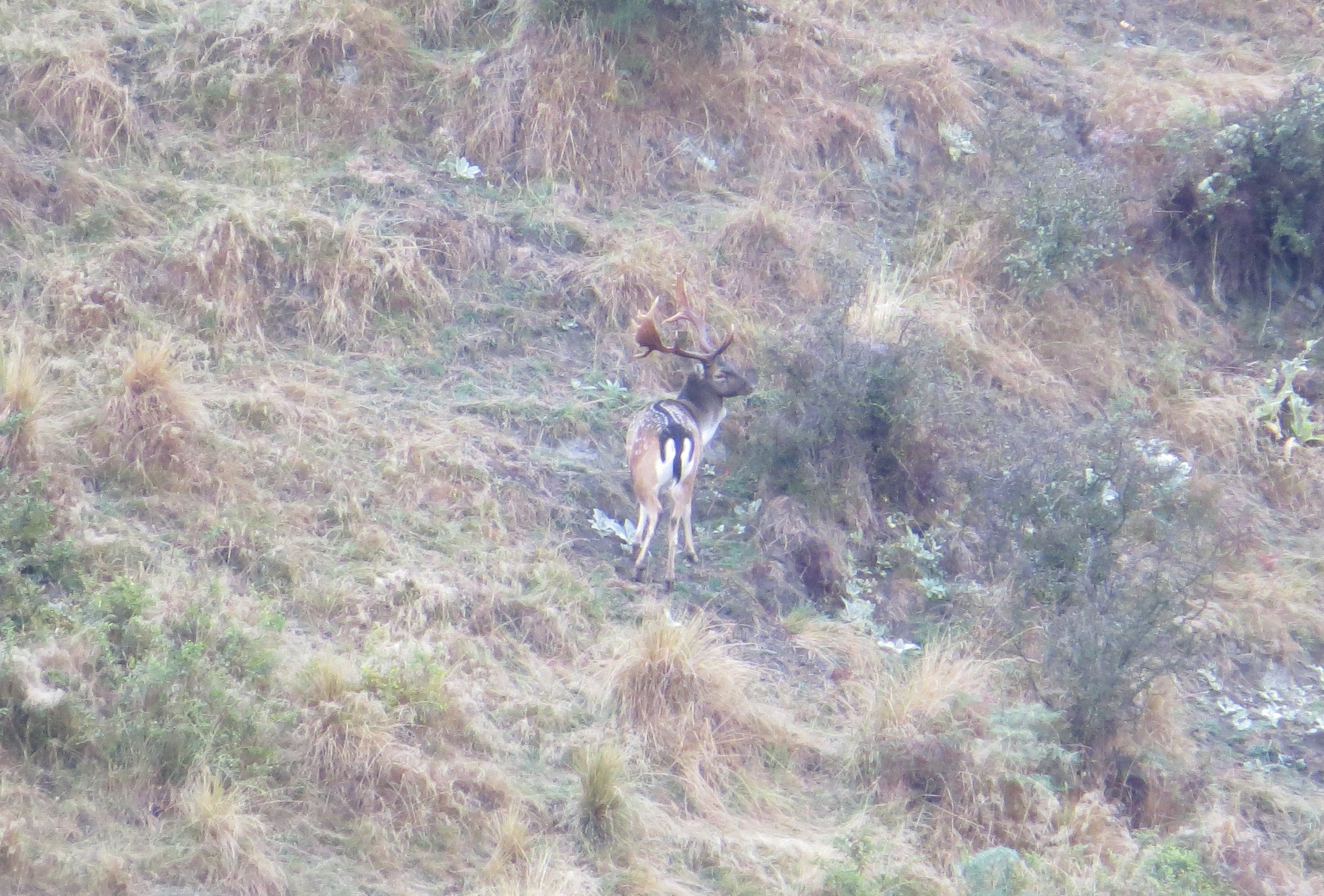  A mature fallow buck caught out in the open - photo Ryan Carr 