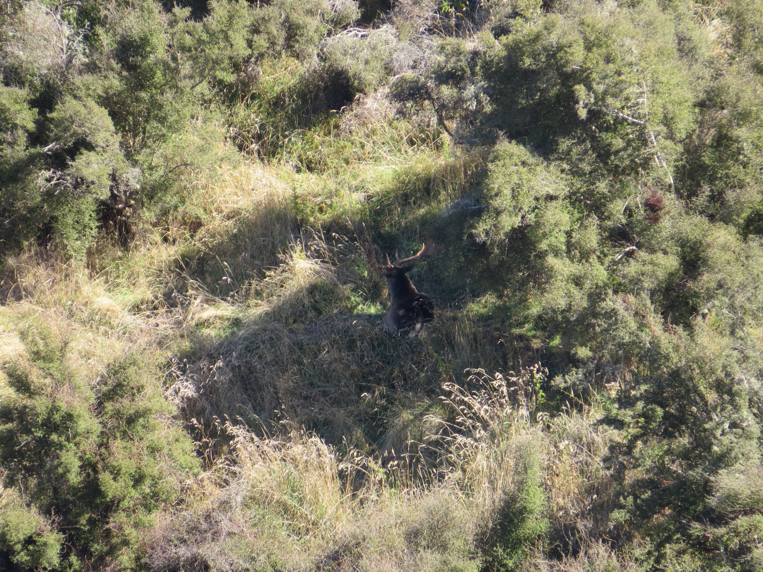  A good looking fallow buck spotted lying in the shade - Photo by Richie Williams 